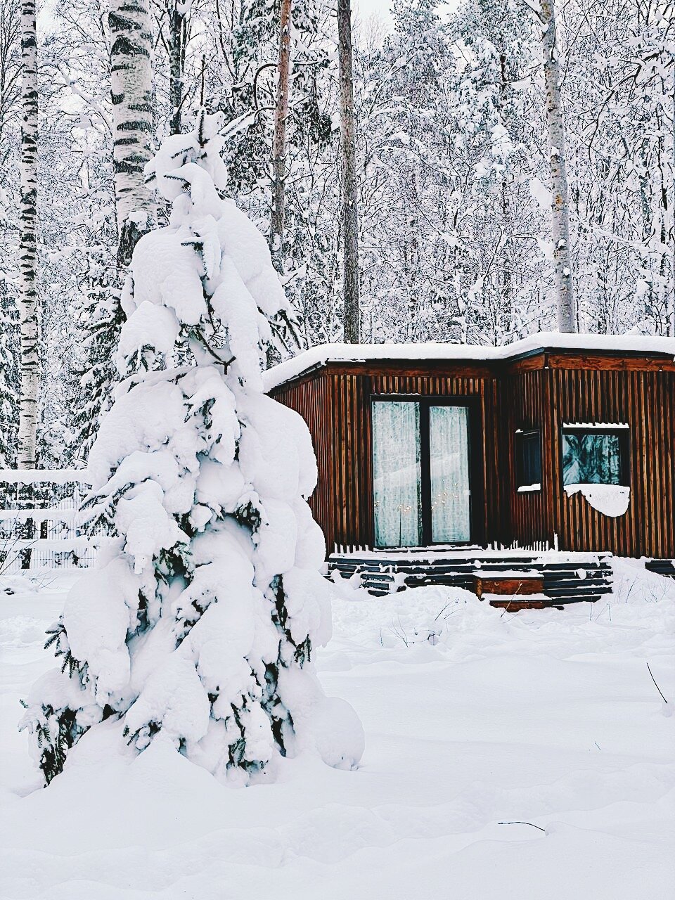 Фото Черника