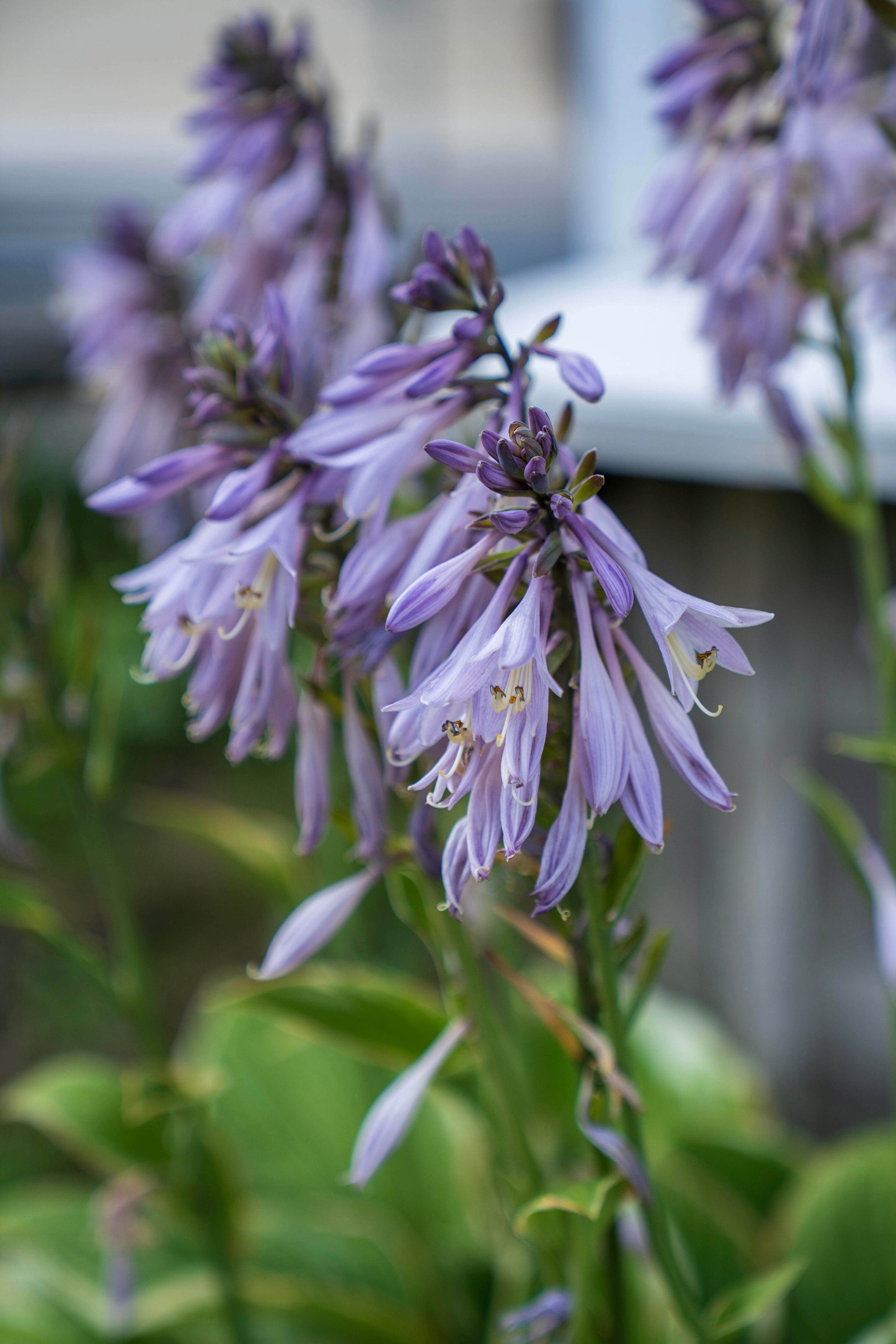 Фото Kodi järvi