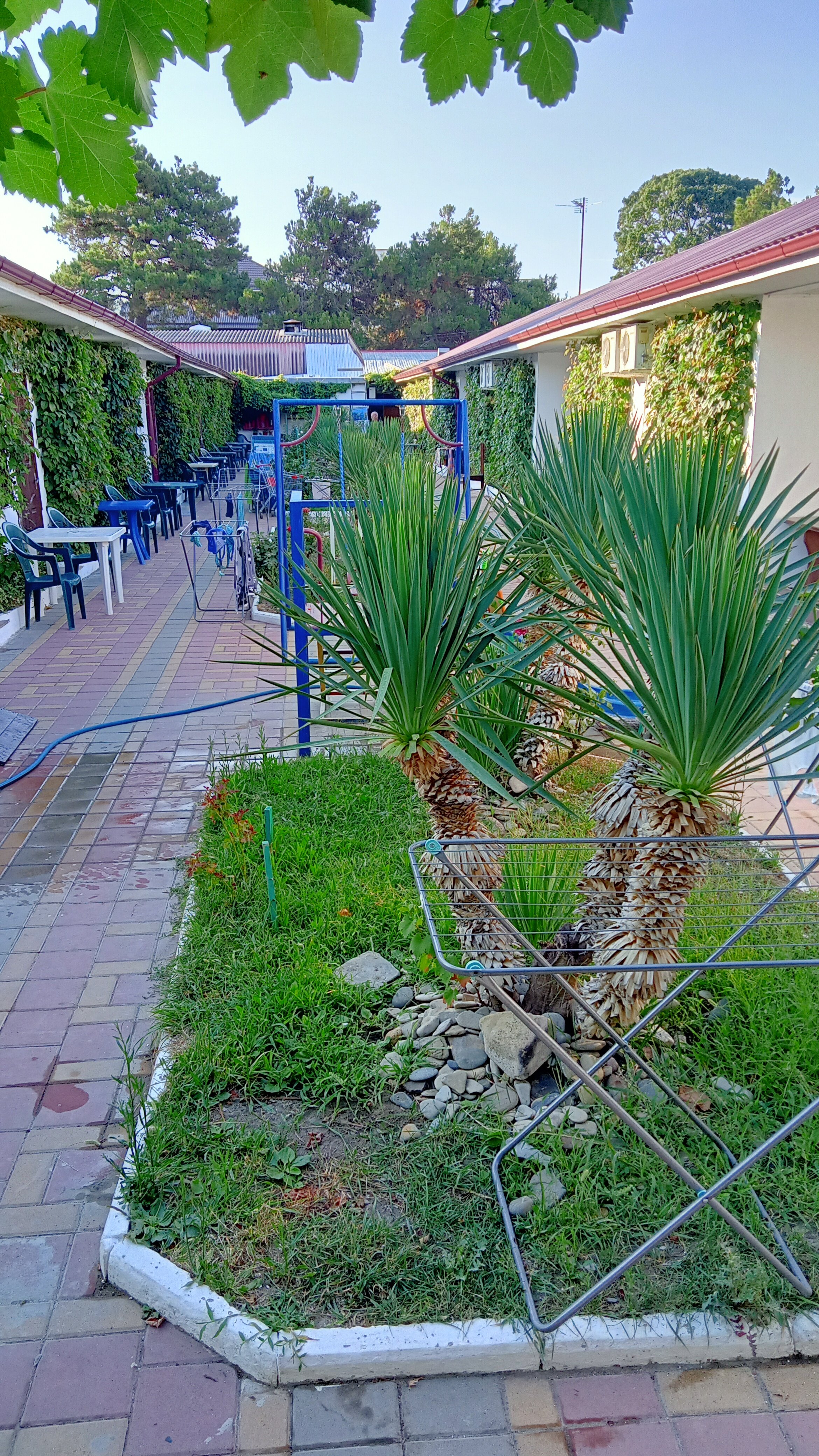 Фото Колосок