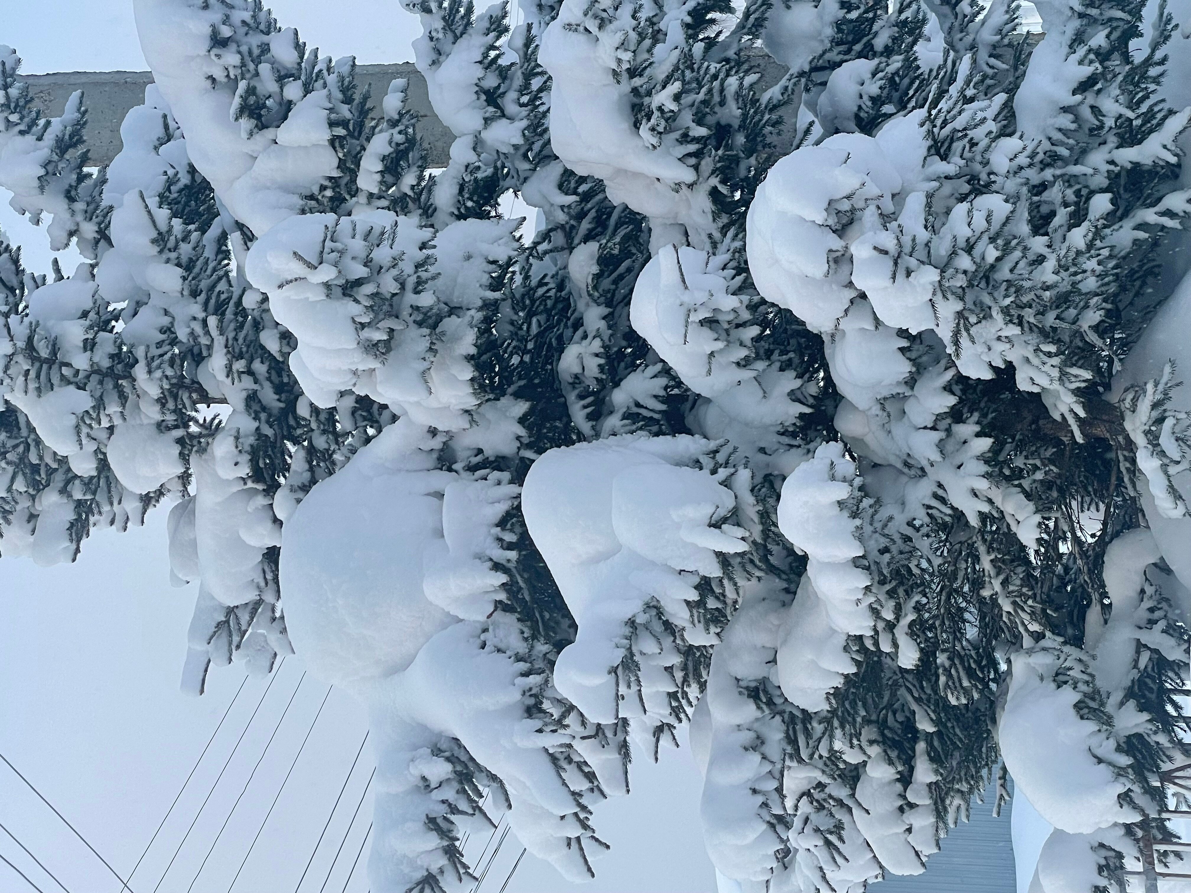 Фото Baikal Best Edelweiss