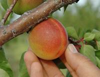 Фото Agriturismo Baglio San Nicola