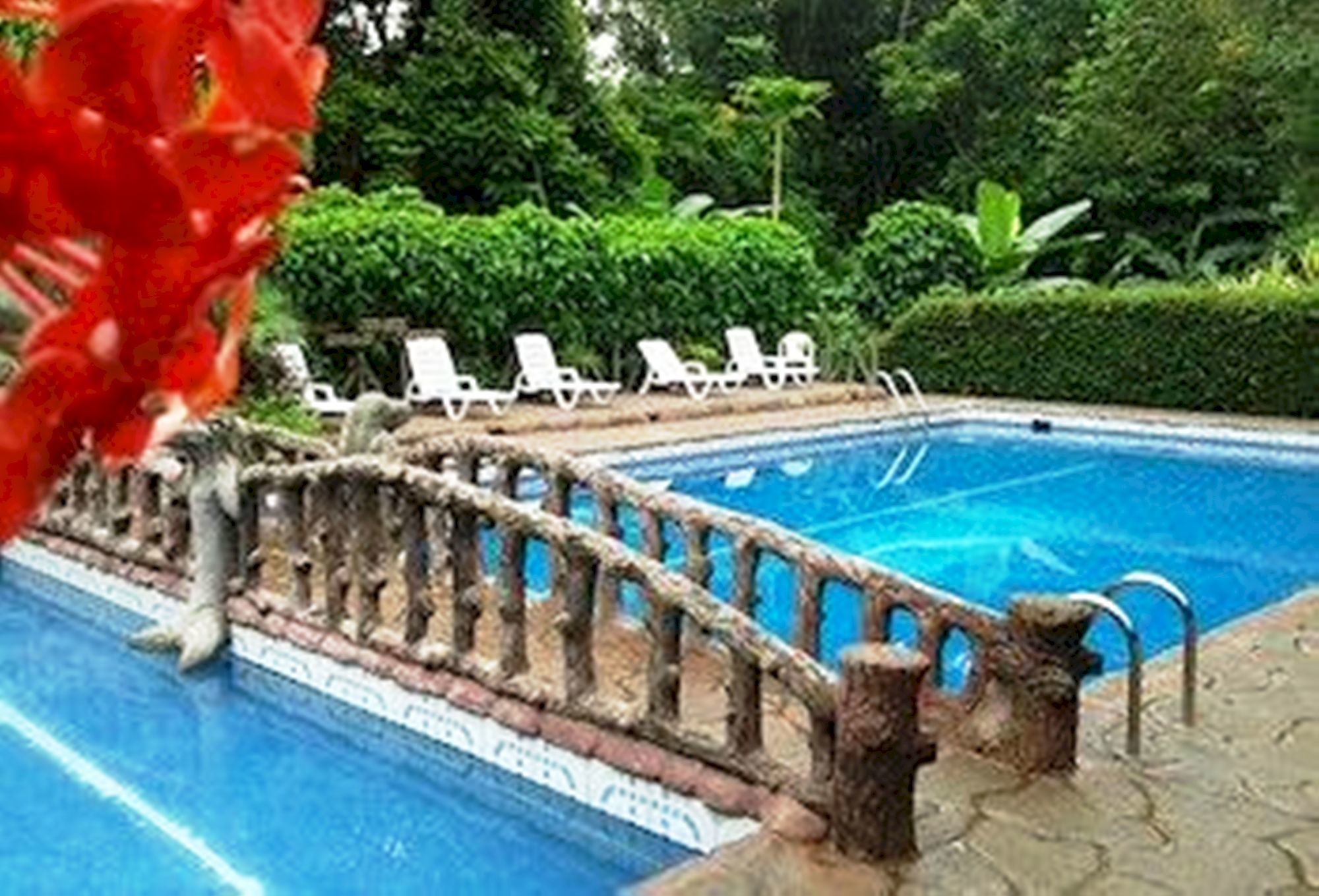 Фото Ara Ambigua Lodge