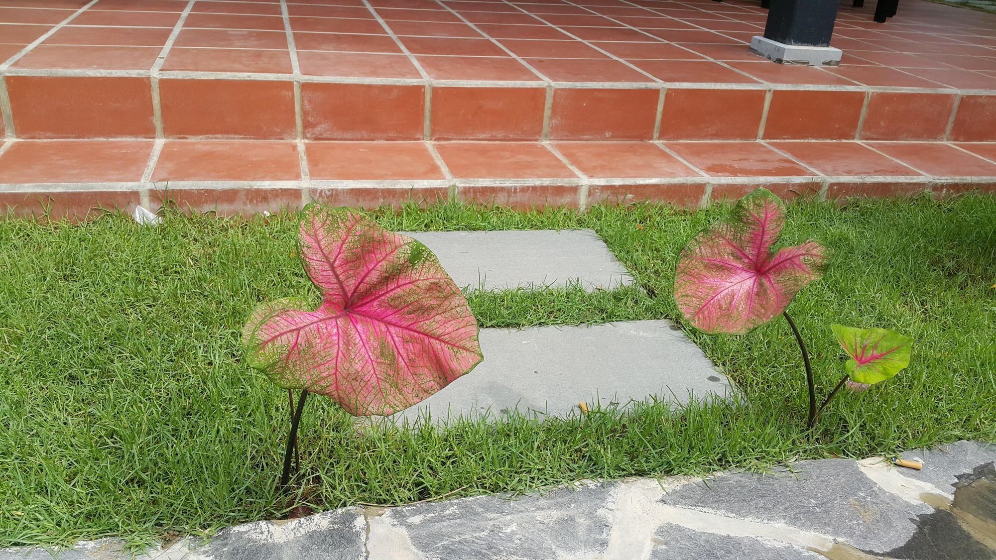 Фото Rural Scene Villa