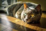 Vetcity Veteriner Klinigi (İstanbul, Maltepe, Bağdat Cad., 201C) ، عيادة بيطرية