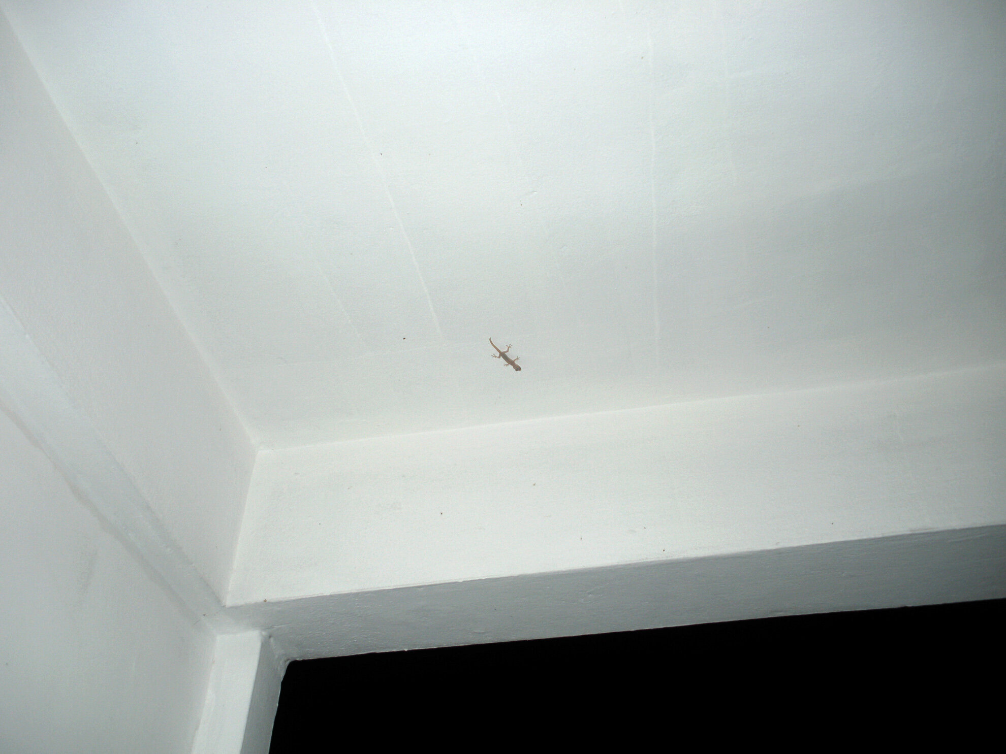 Фото Romeo Palace Hotel