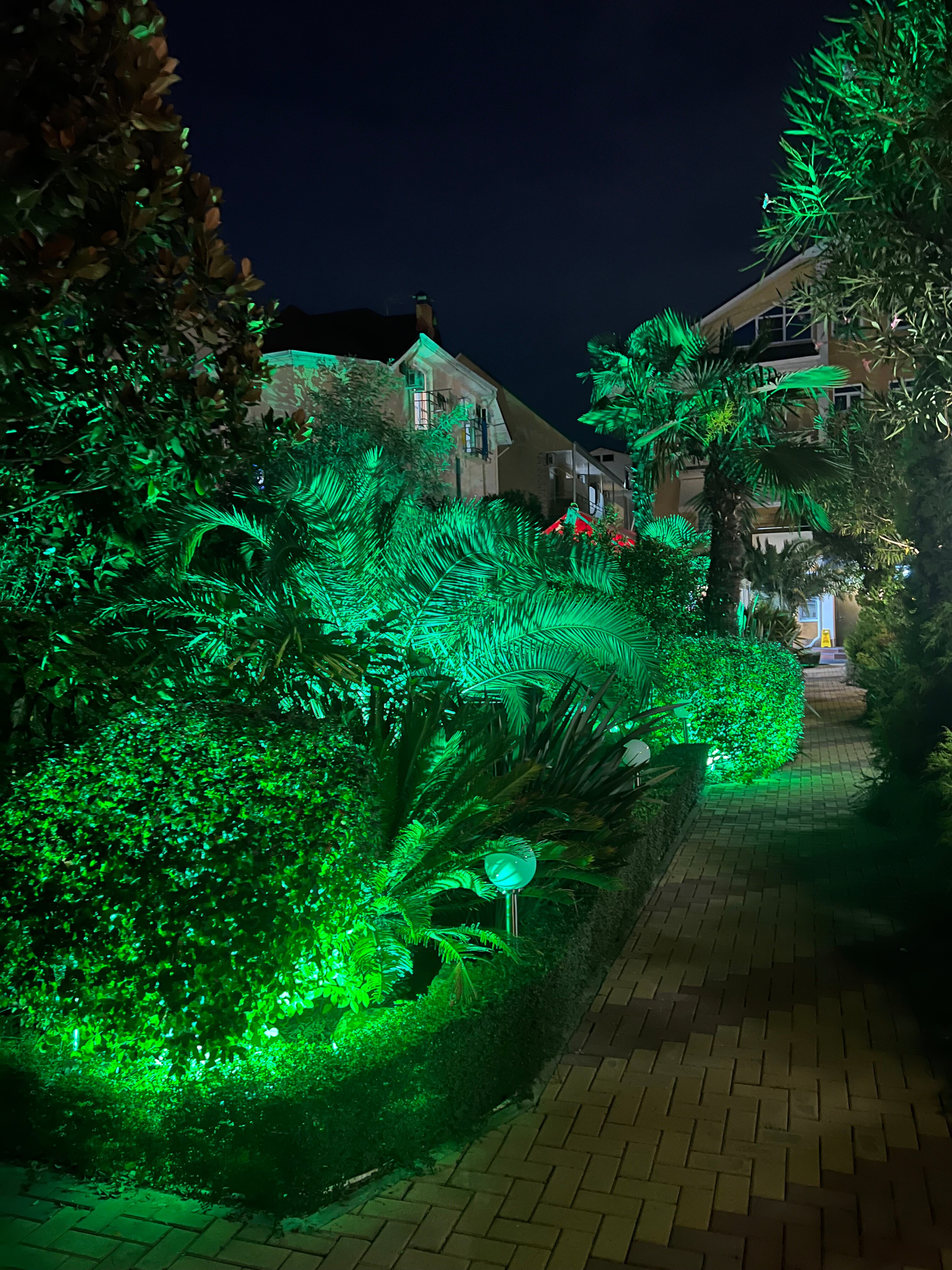 Фото Дельфин