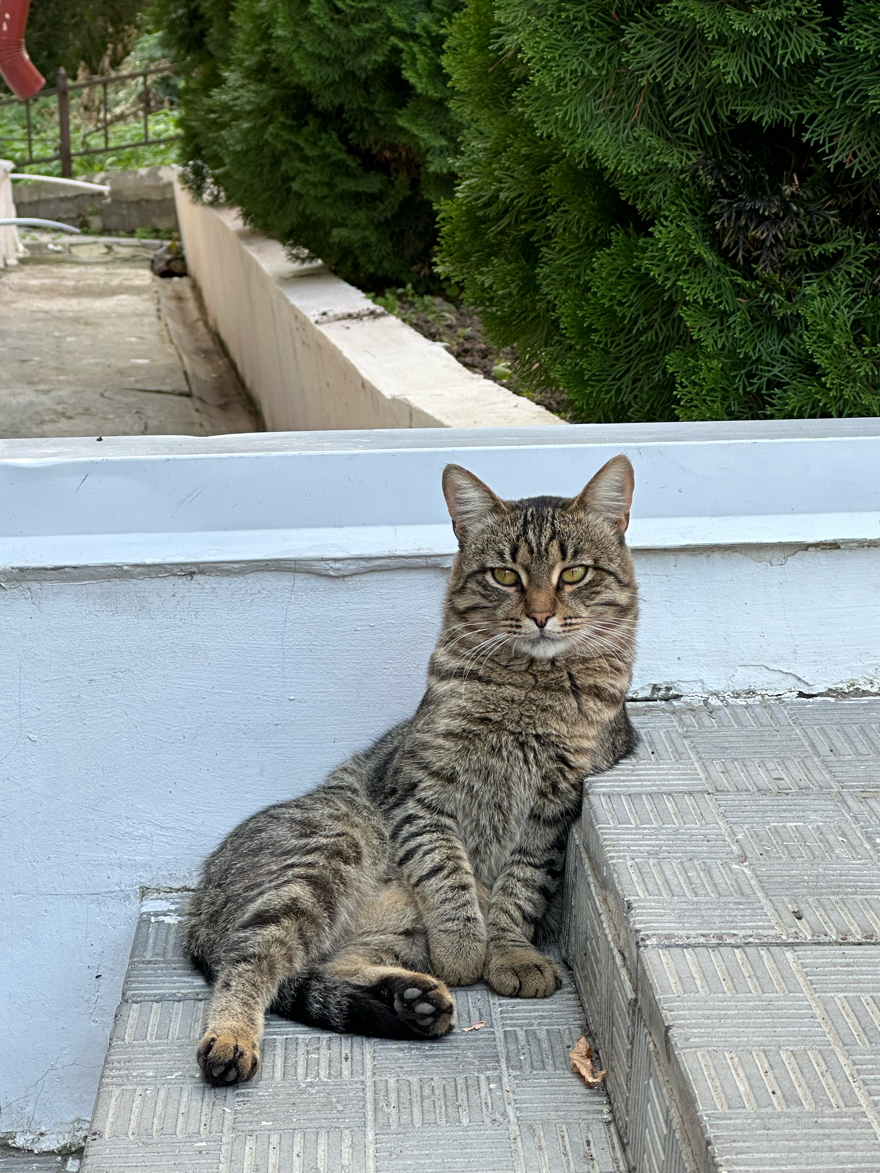 Фото Кот на крыше