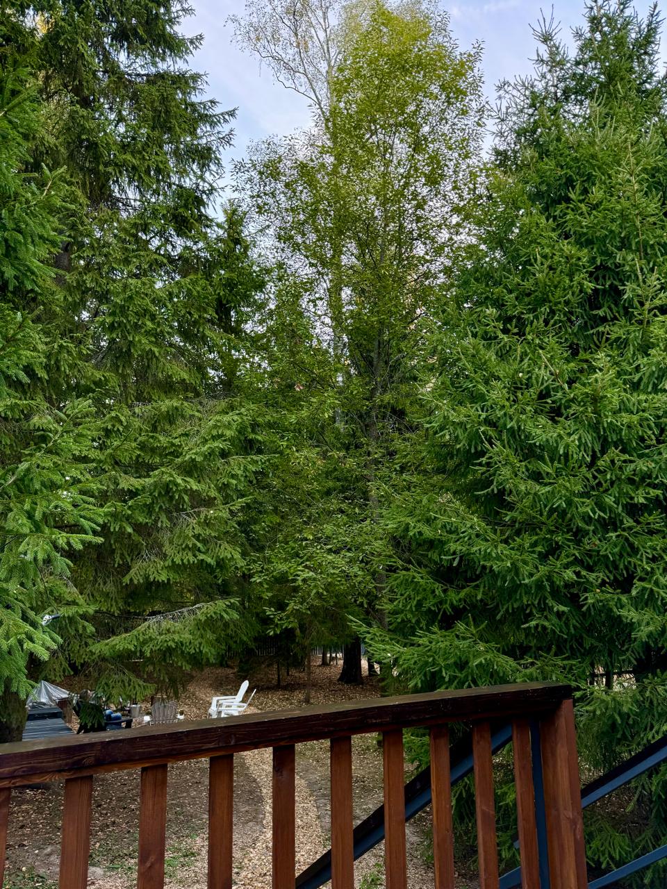 Фото Дом и Елки