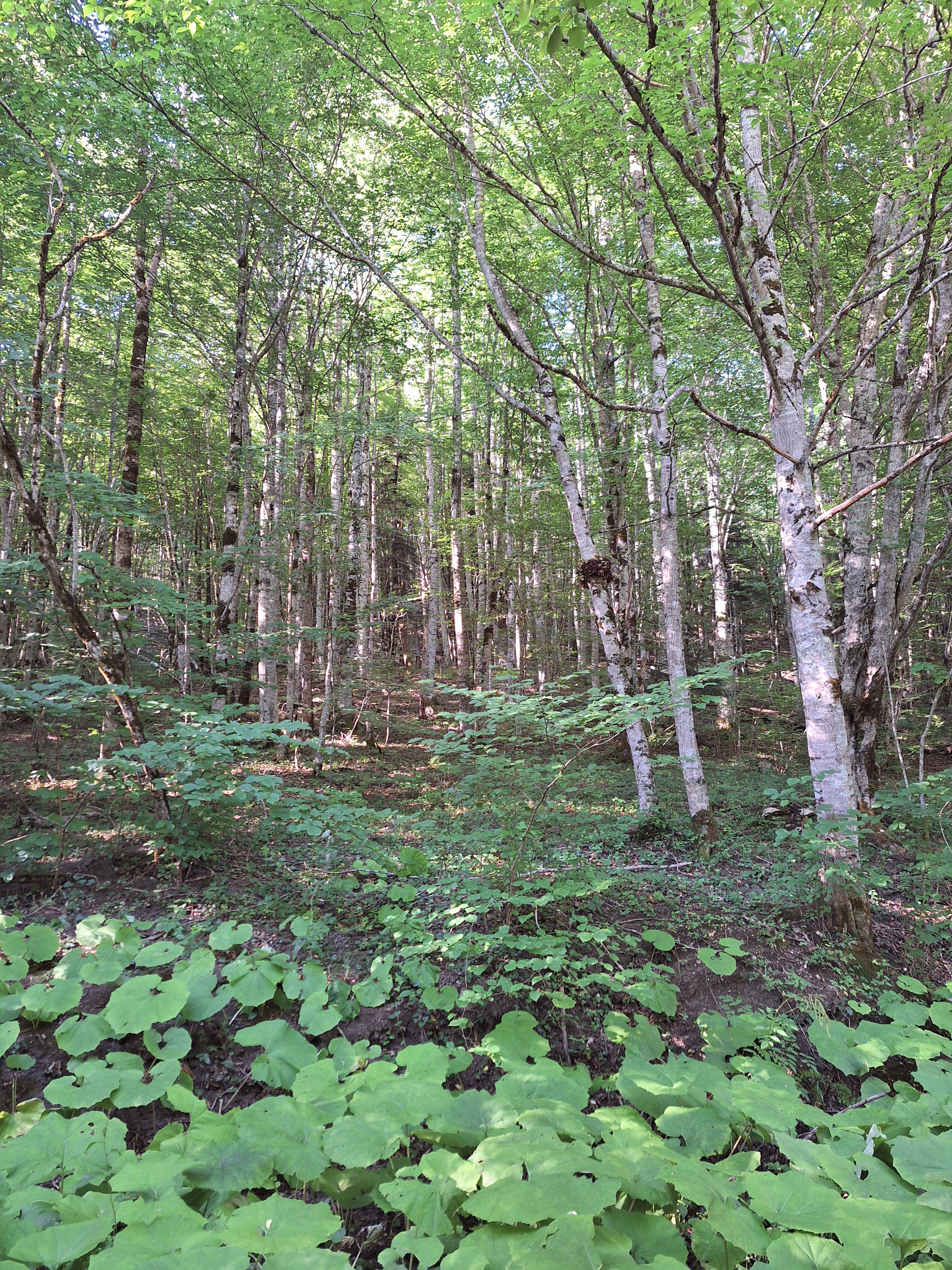 Фото Высокий берег