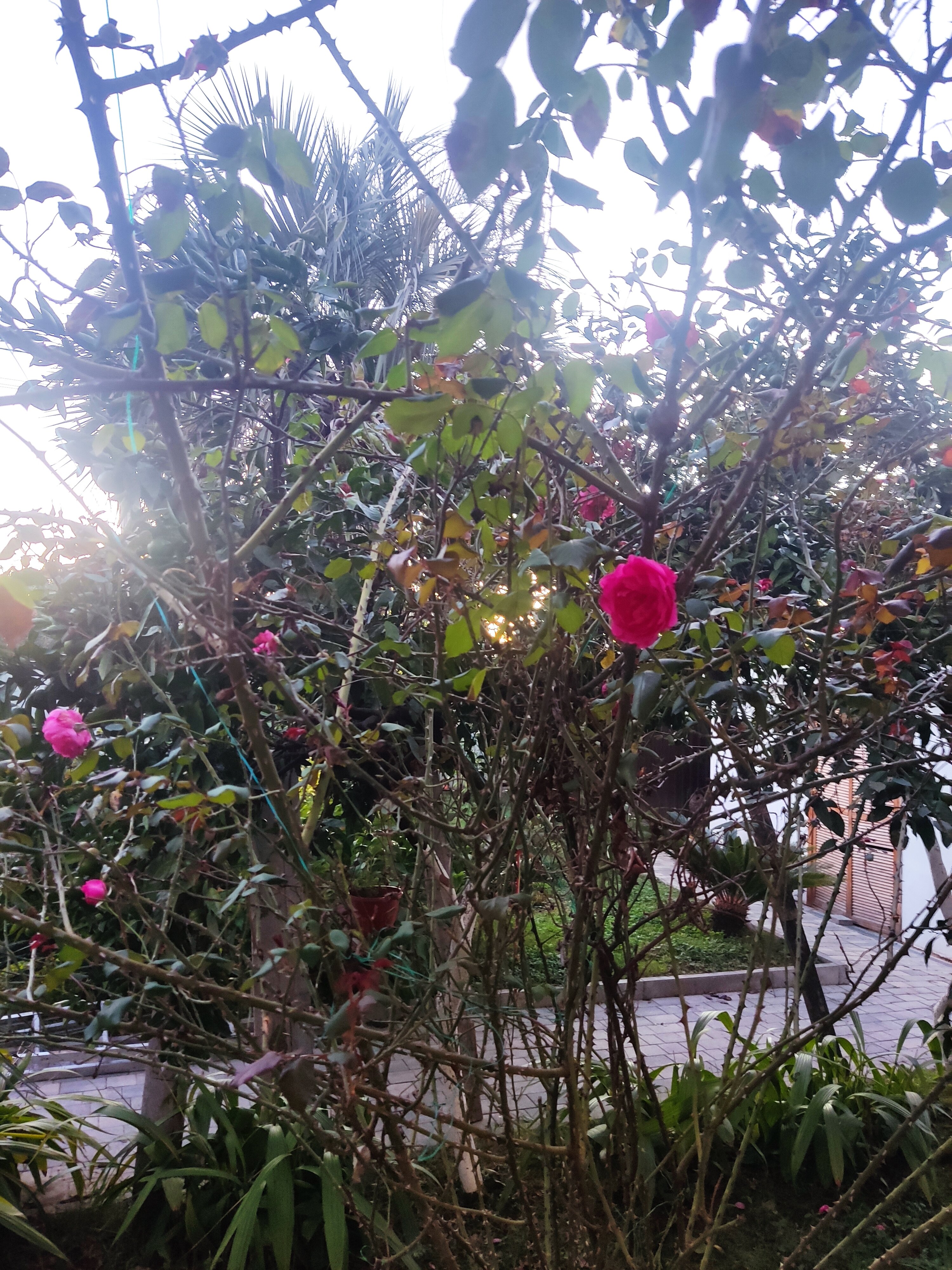 Фото Лермонтов