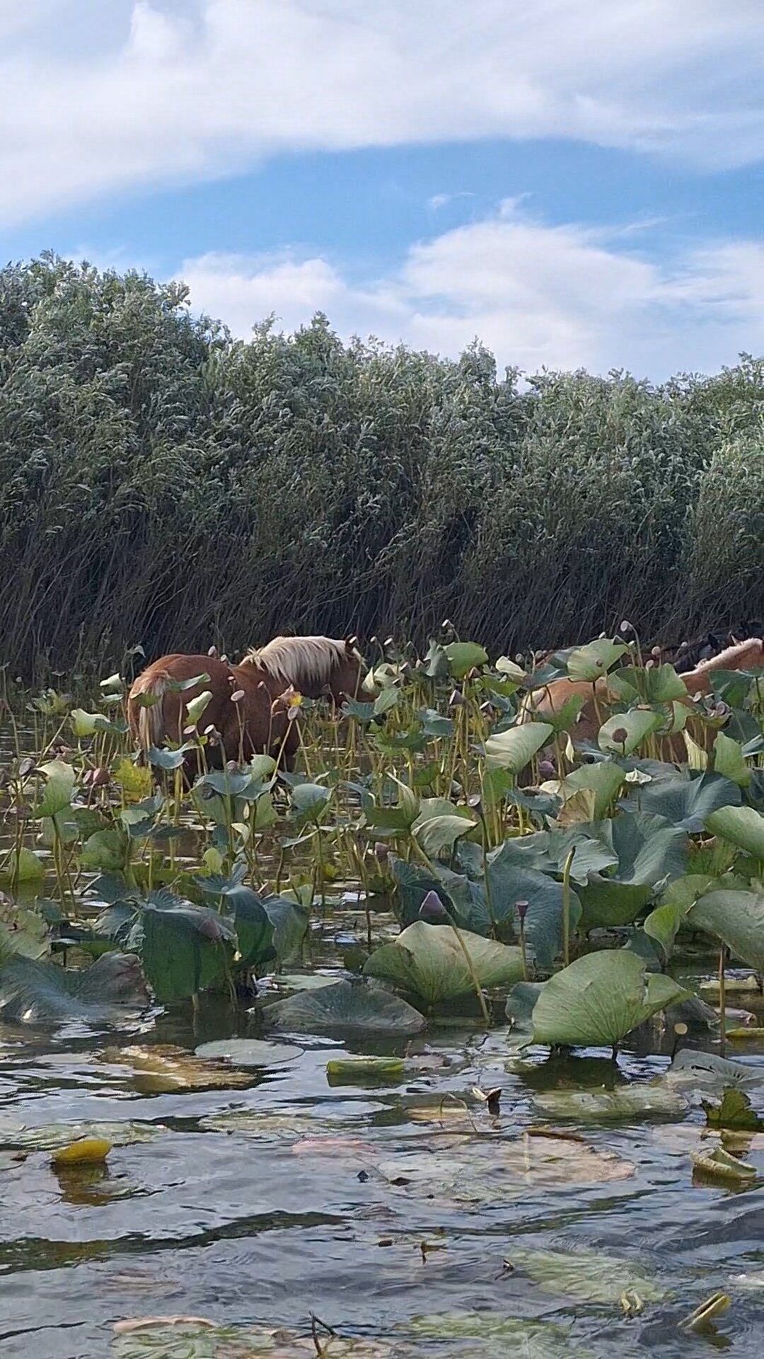 Фото Белый лев