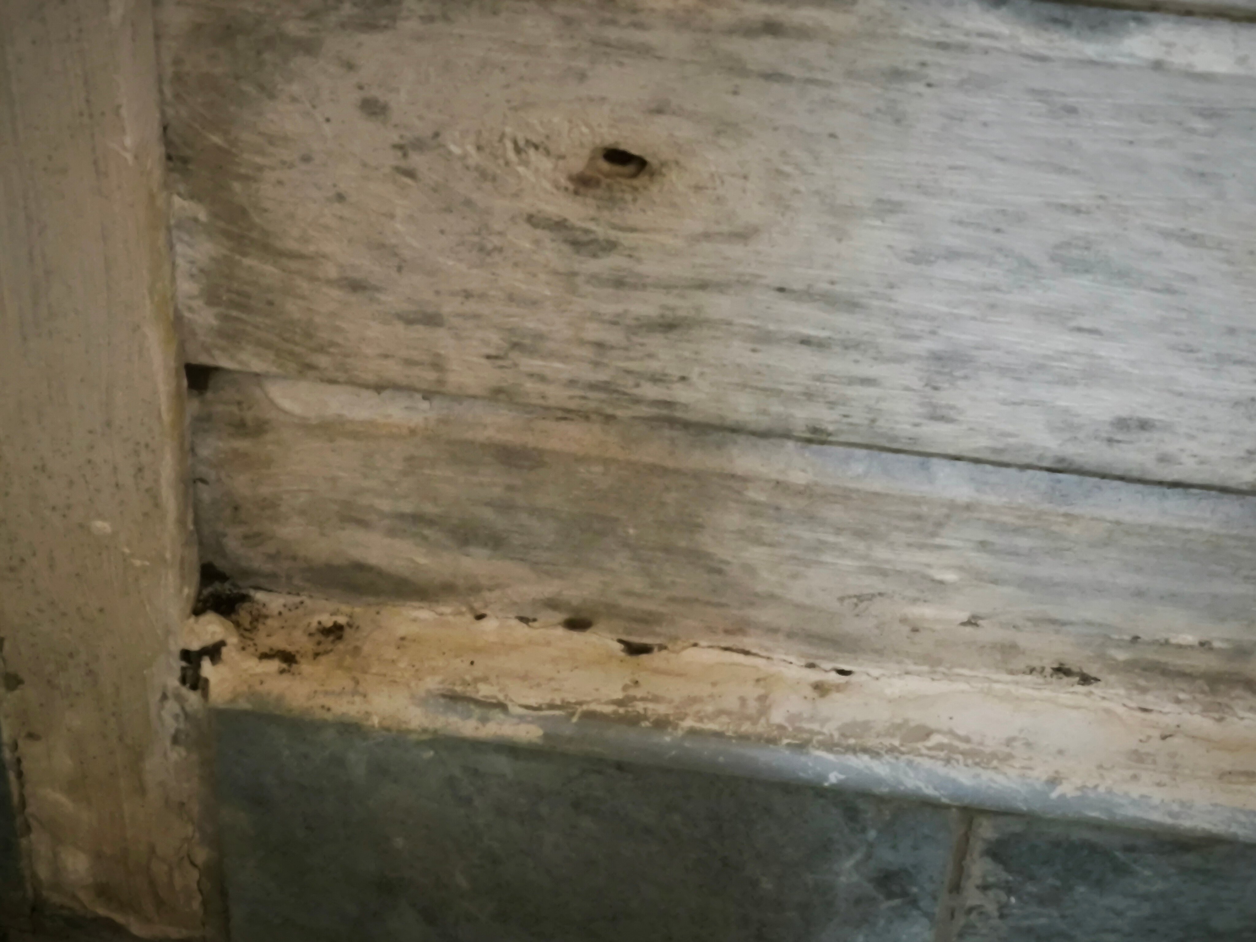 Фото Феникс