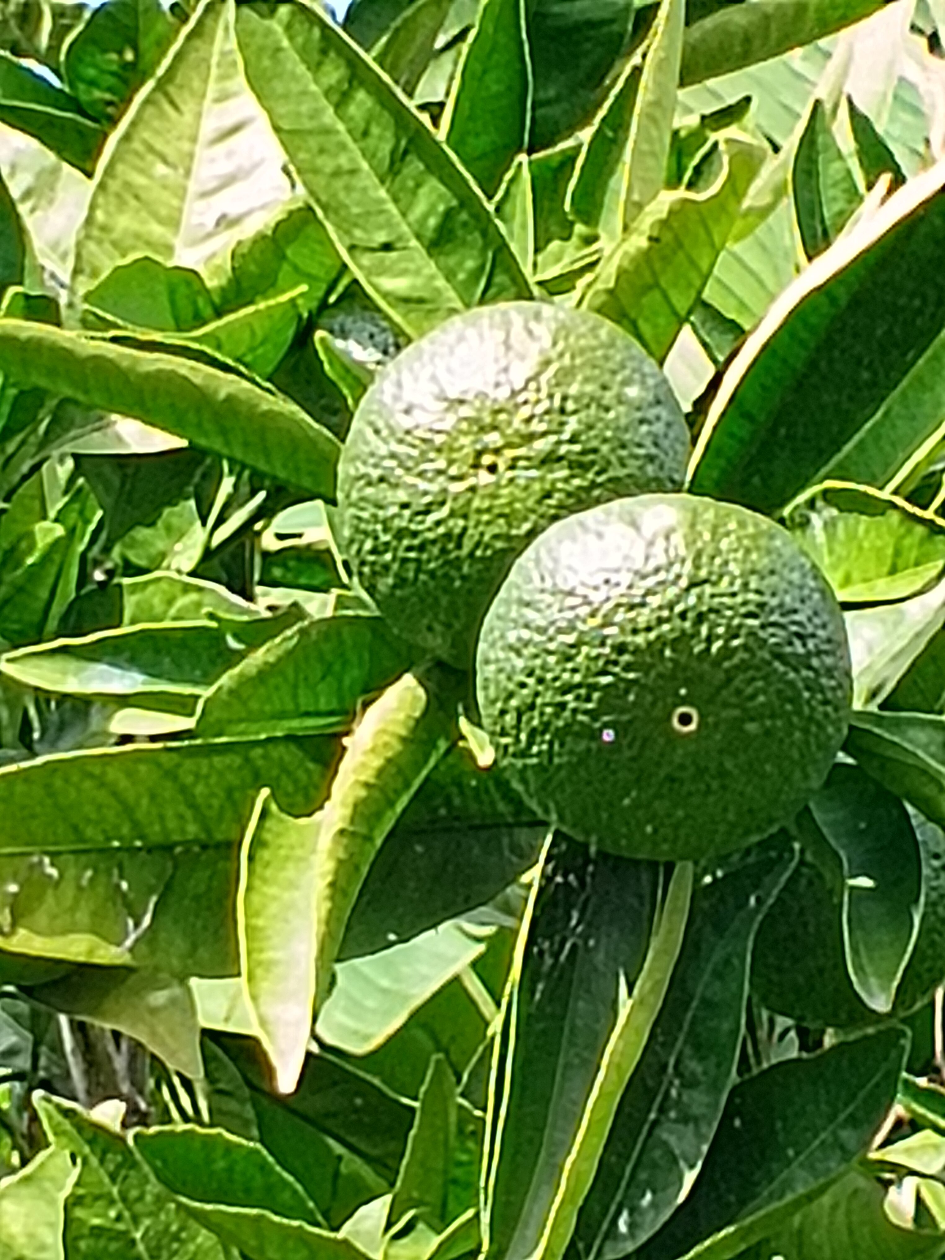 Фото Белая Панама