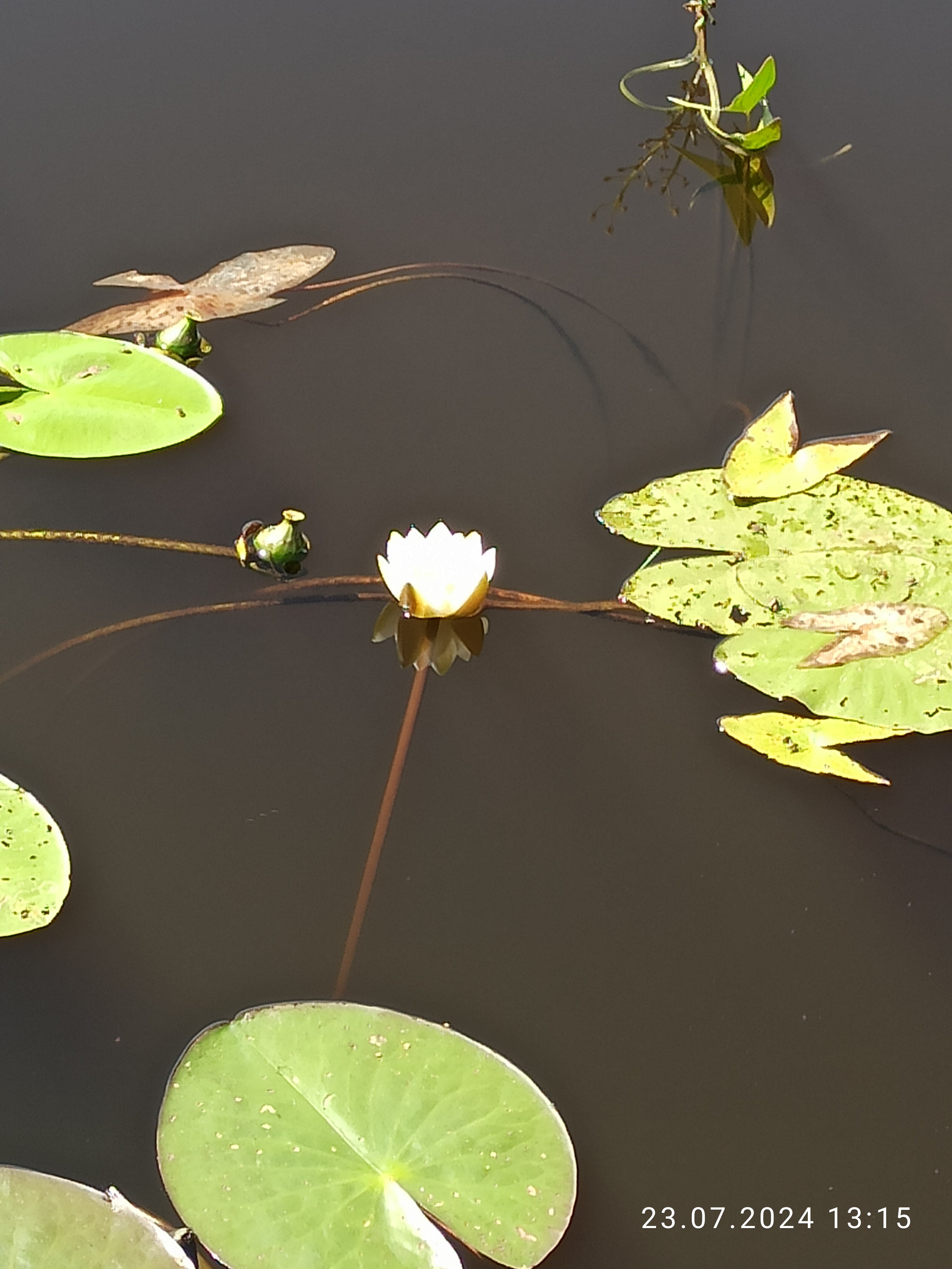 Фото Каменка