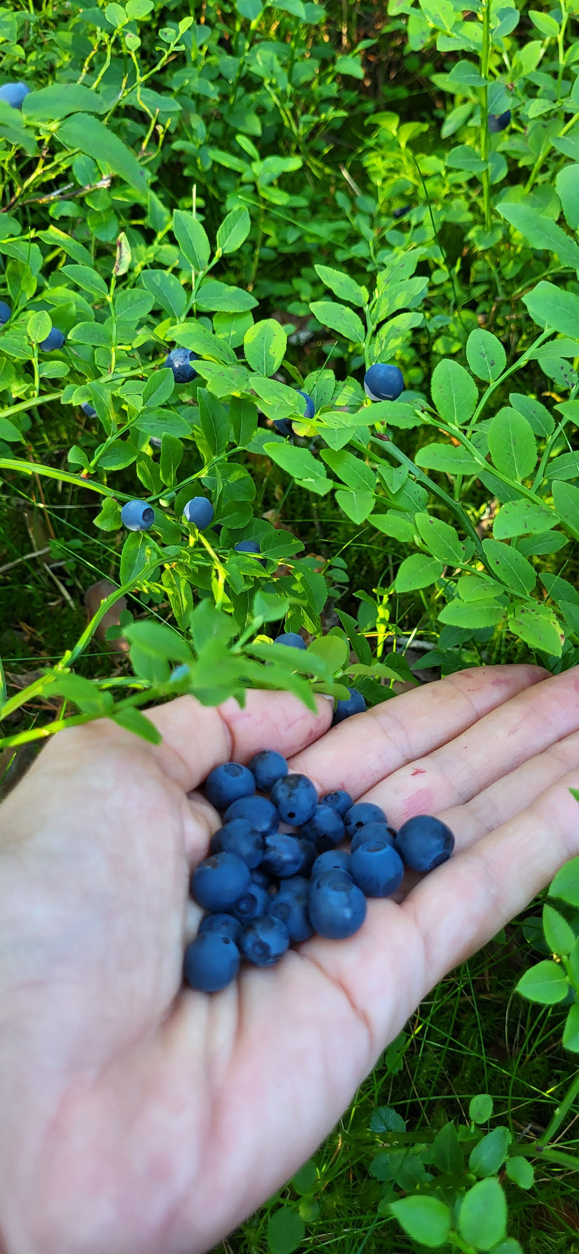 Фото Медвежья Ривьера
