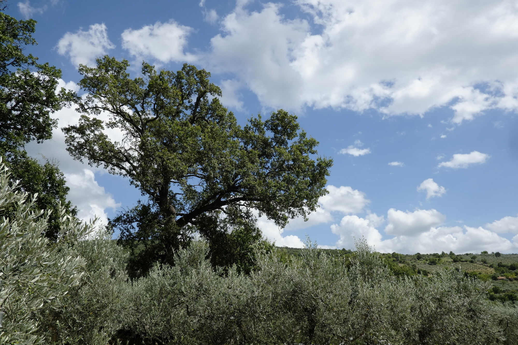 Фото La Quercetta