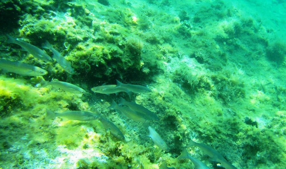 Фото Sea of Eden