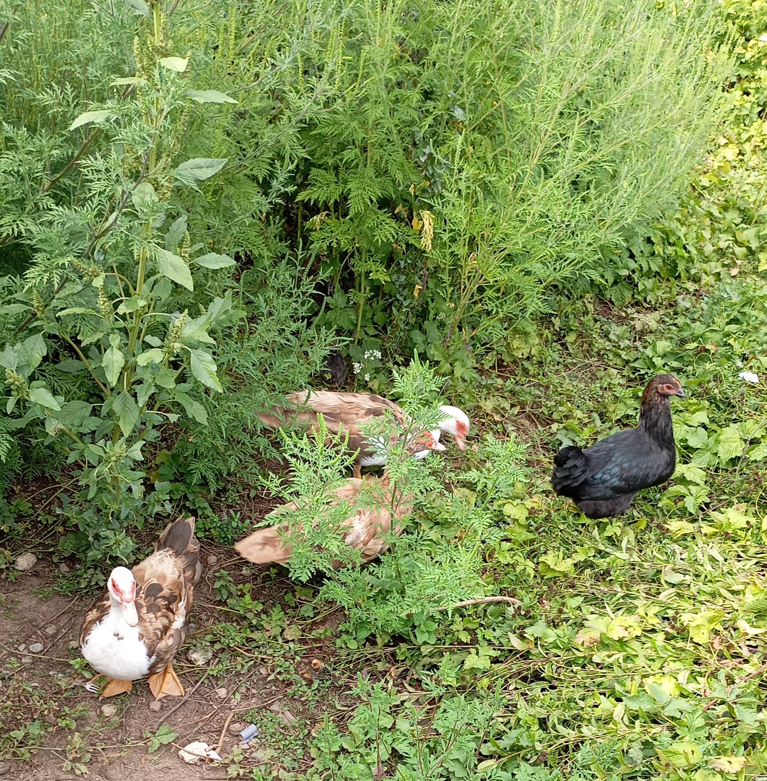 Фото Гостевые домики