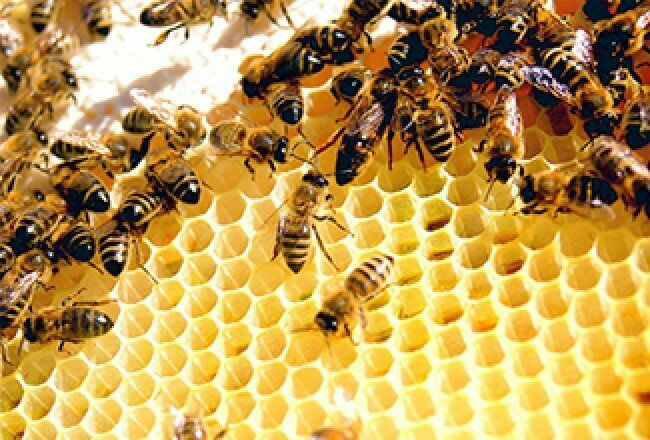 Honey and beekeeping Canakkale Province Beekeepers Association, Canakkale, photo