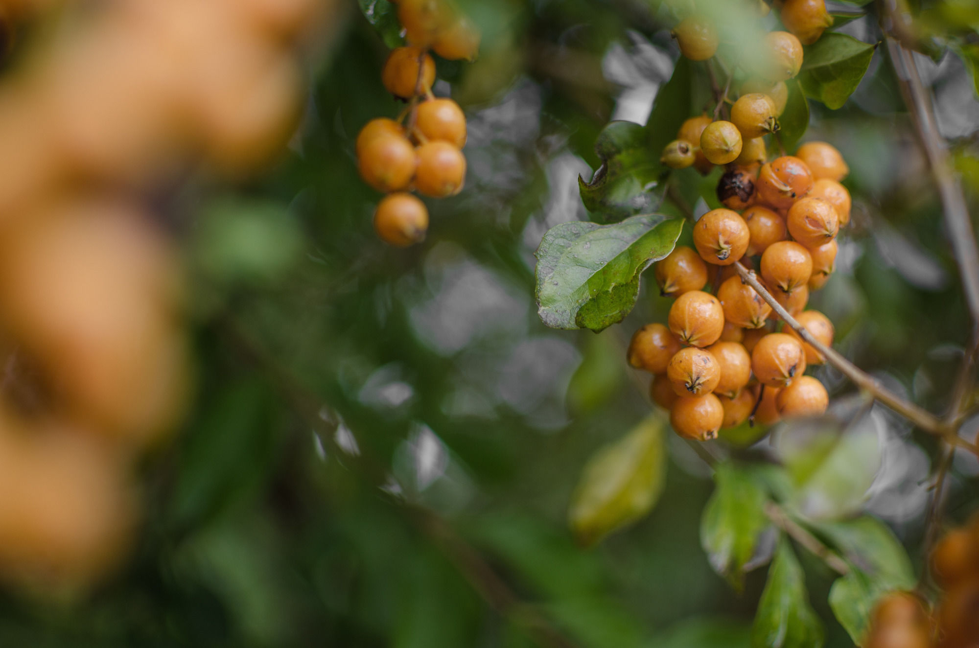 Фото Whispering Oaks