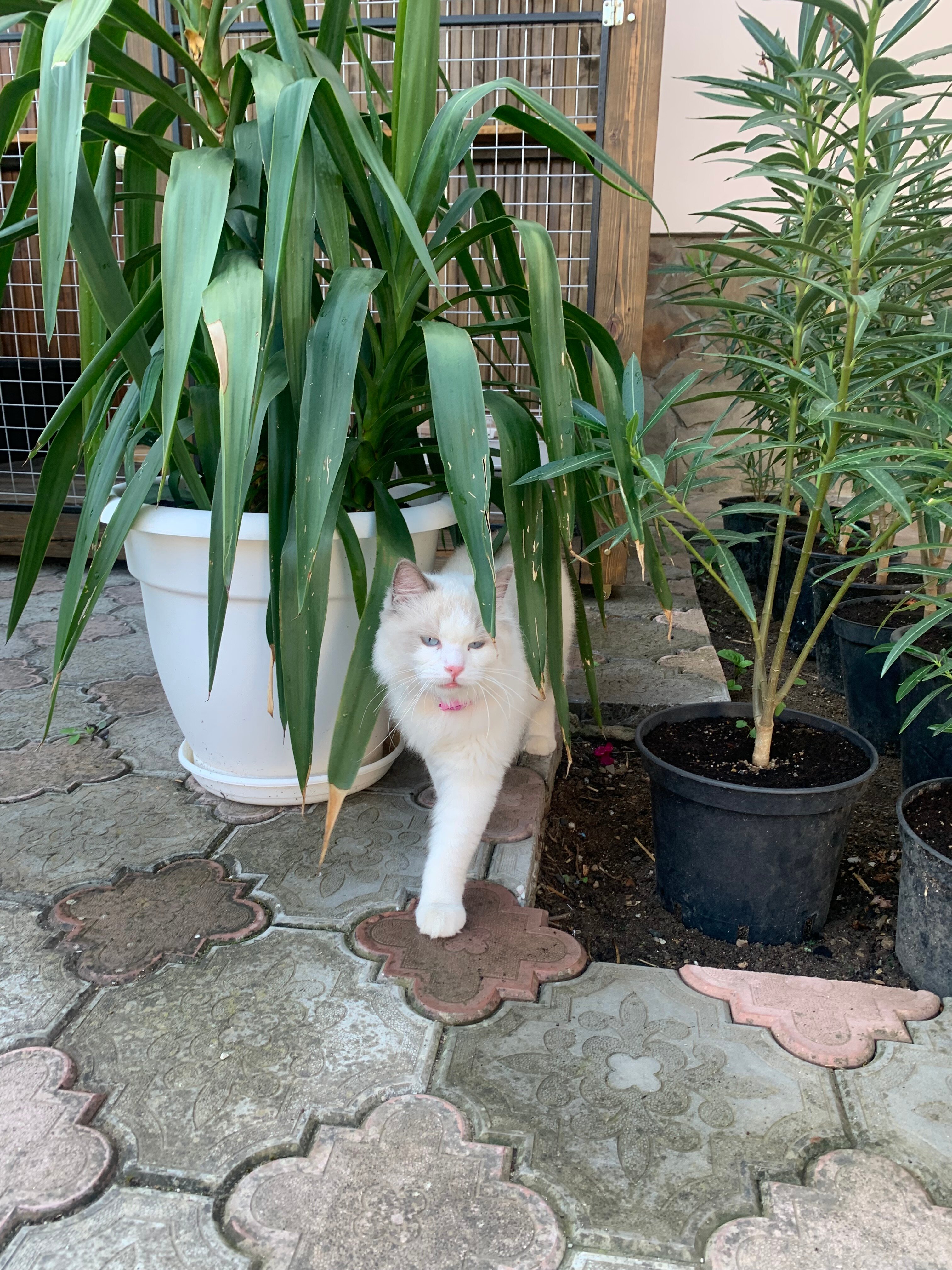 Фото Адмирал клуб