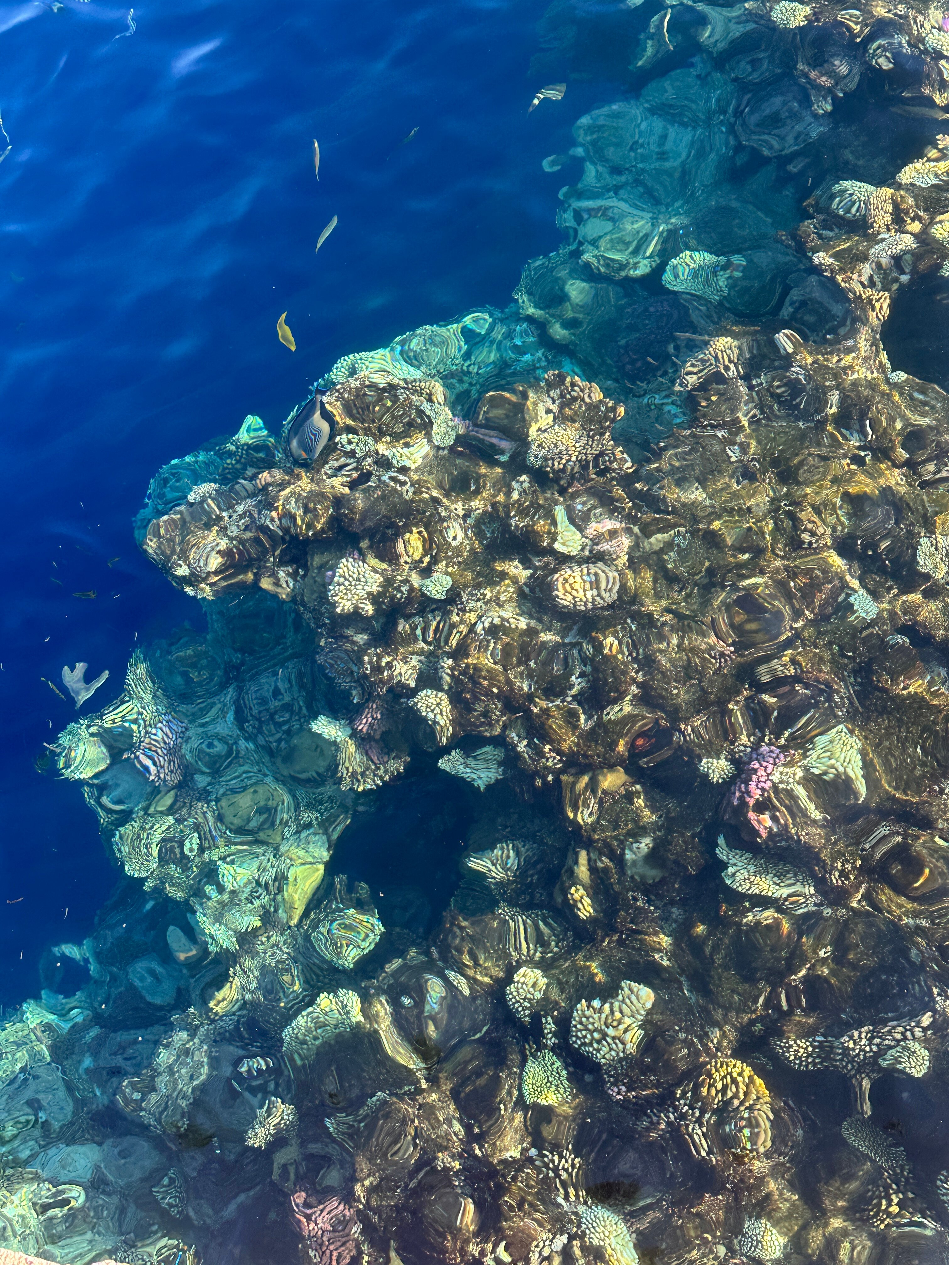 Фото Parrotel Aqua Park Resort