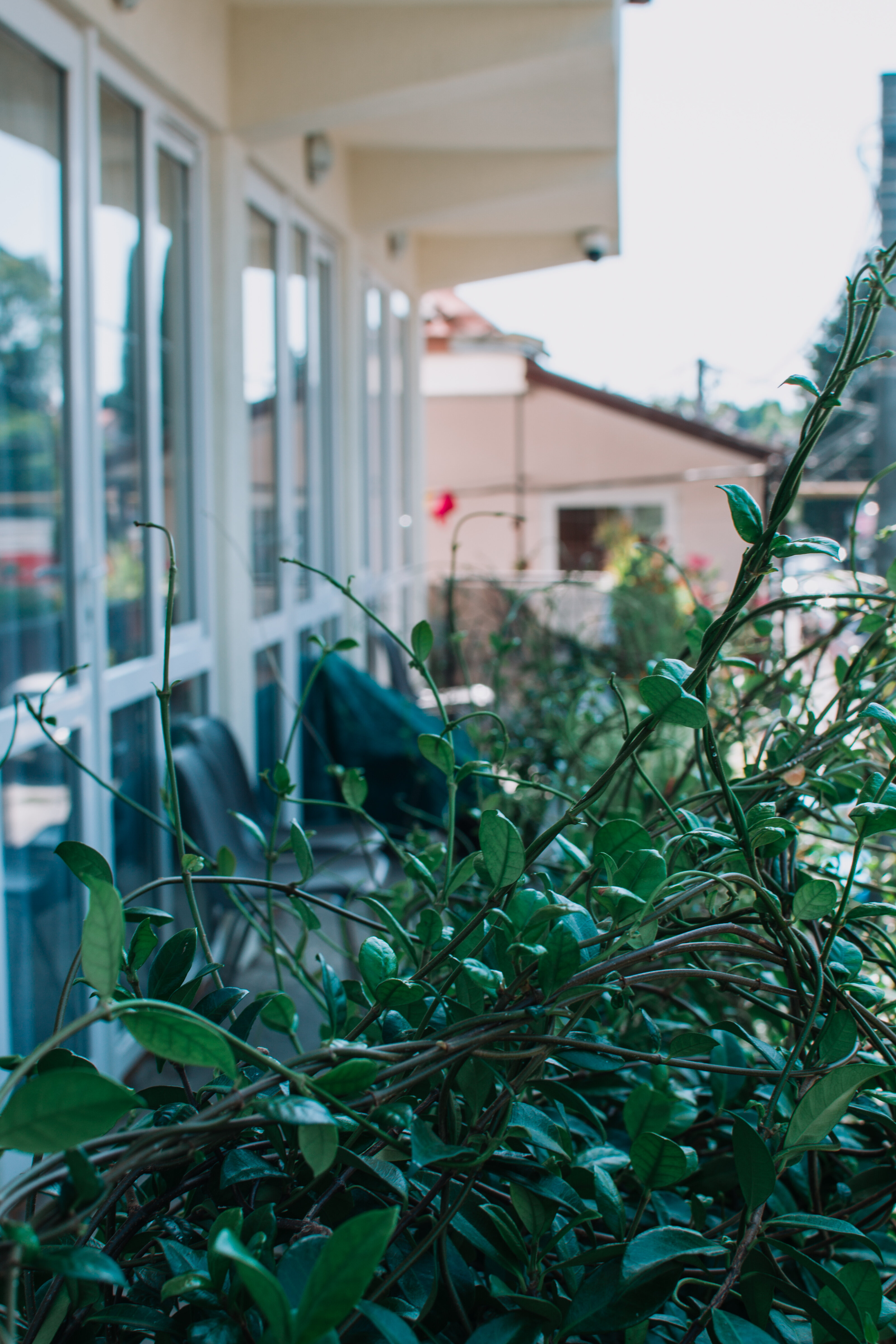 Фото Диковинка Сочи