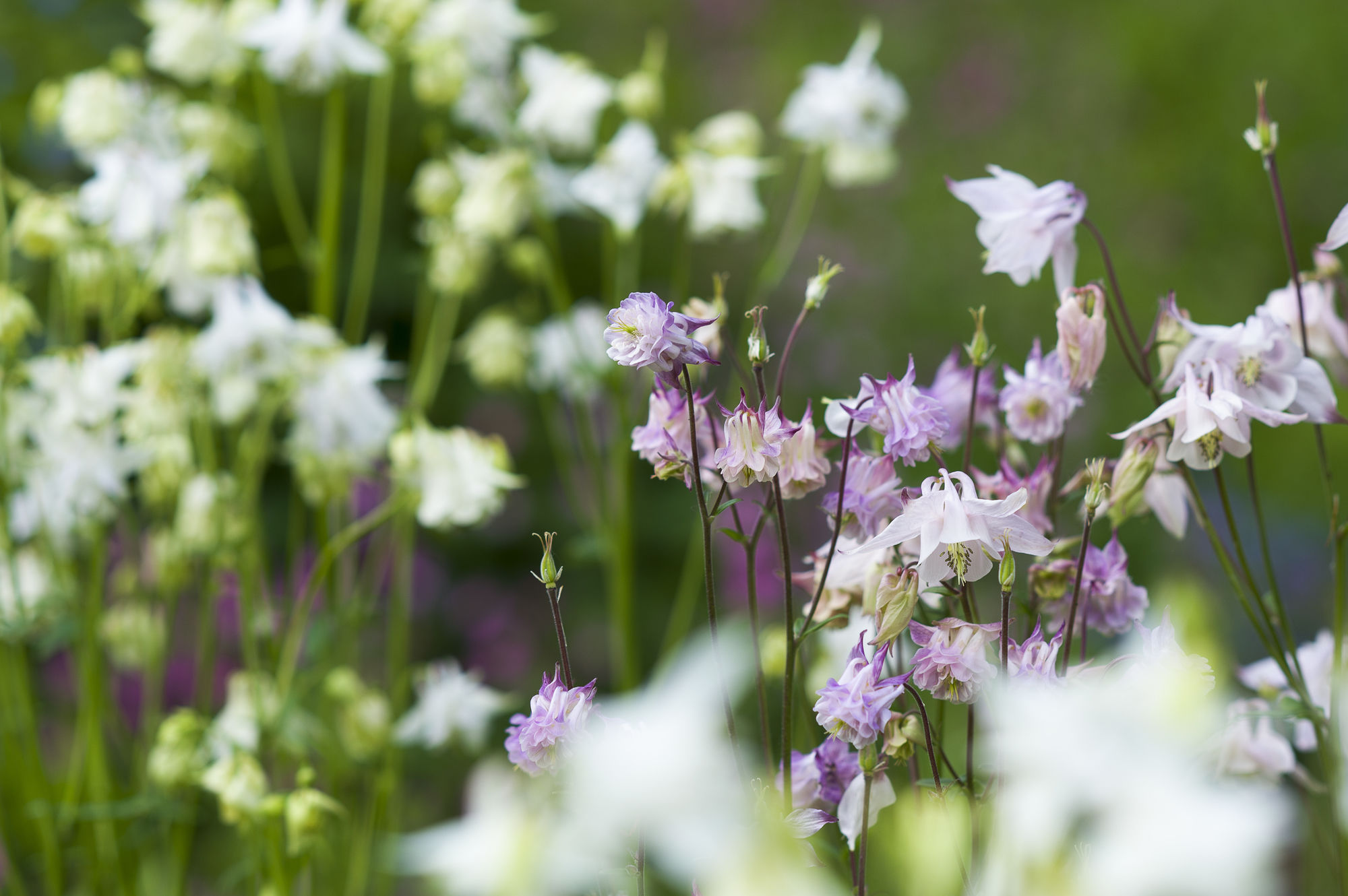 Фото The Cornwall Hotel SPA & Estate