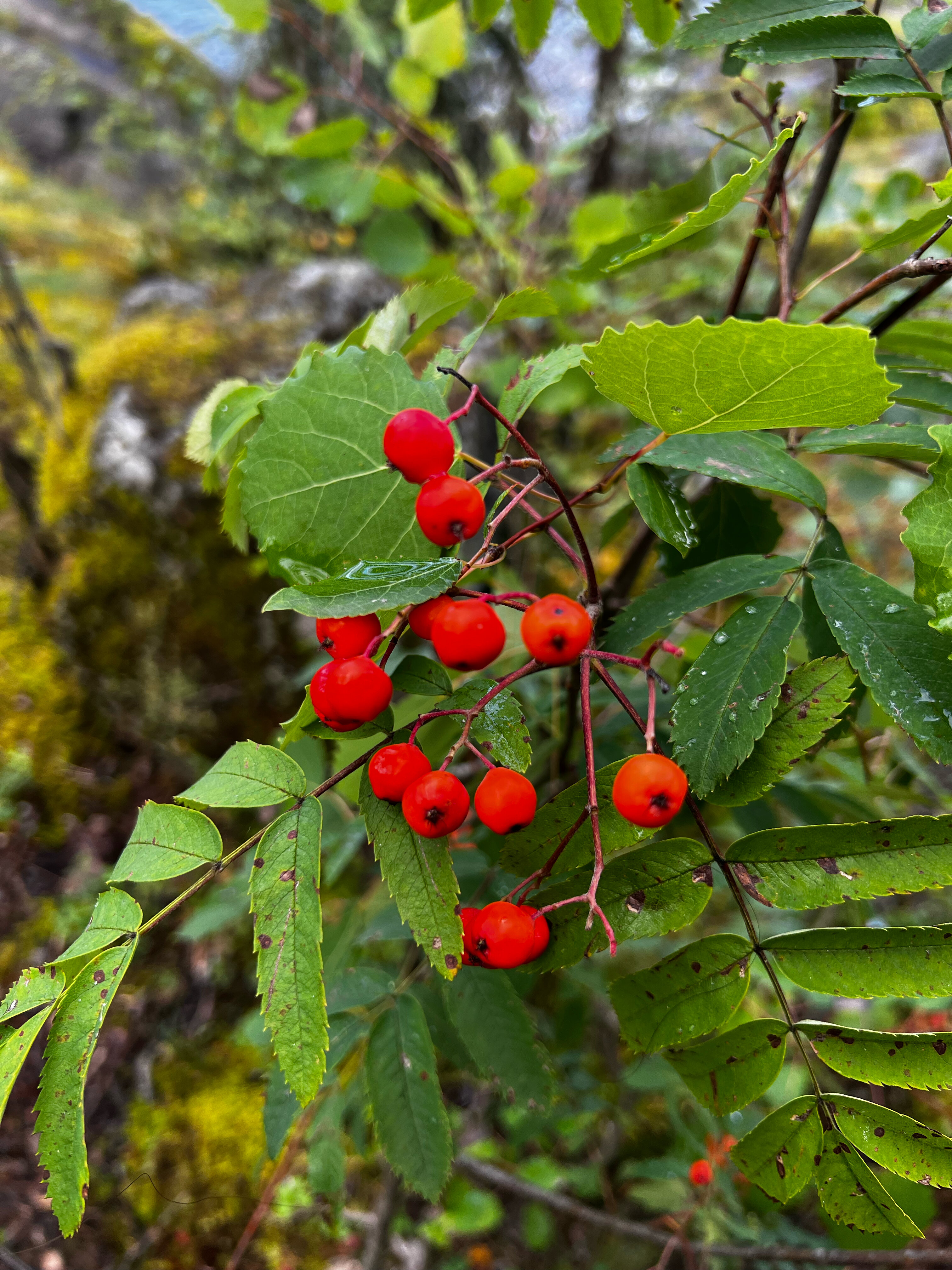 Фото Чё, по шхерам?