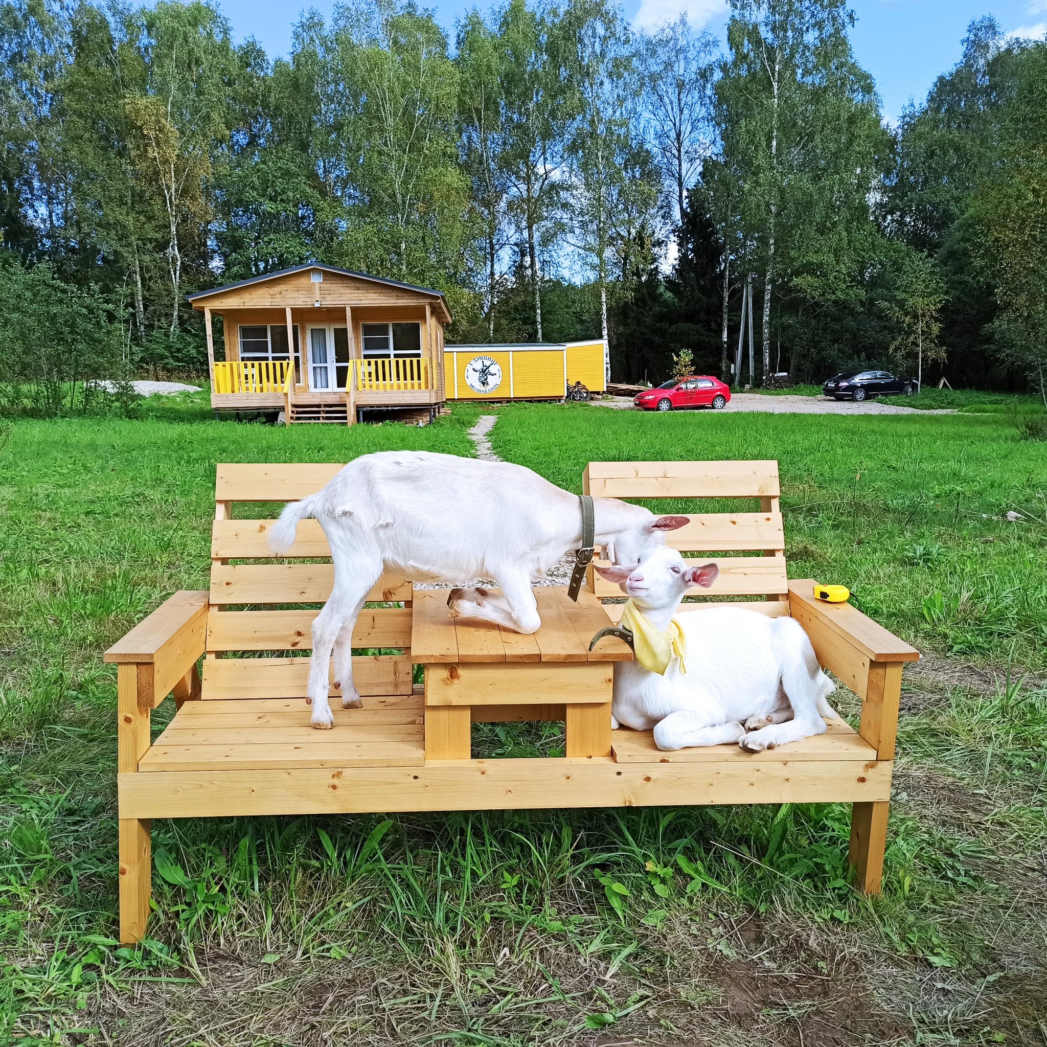 Фото Модная коза