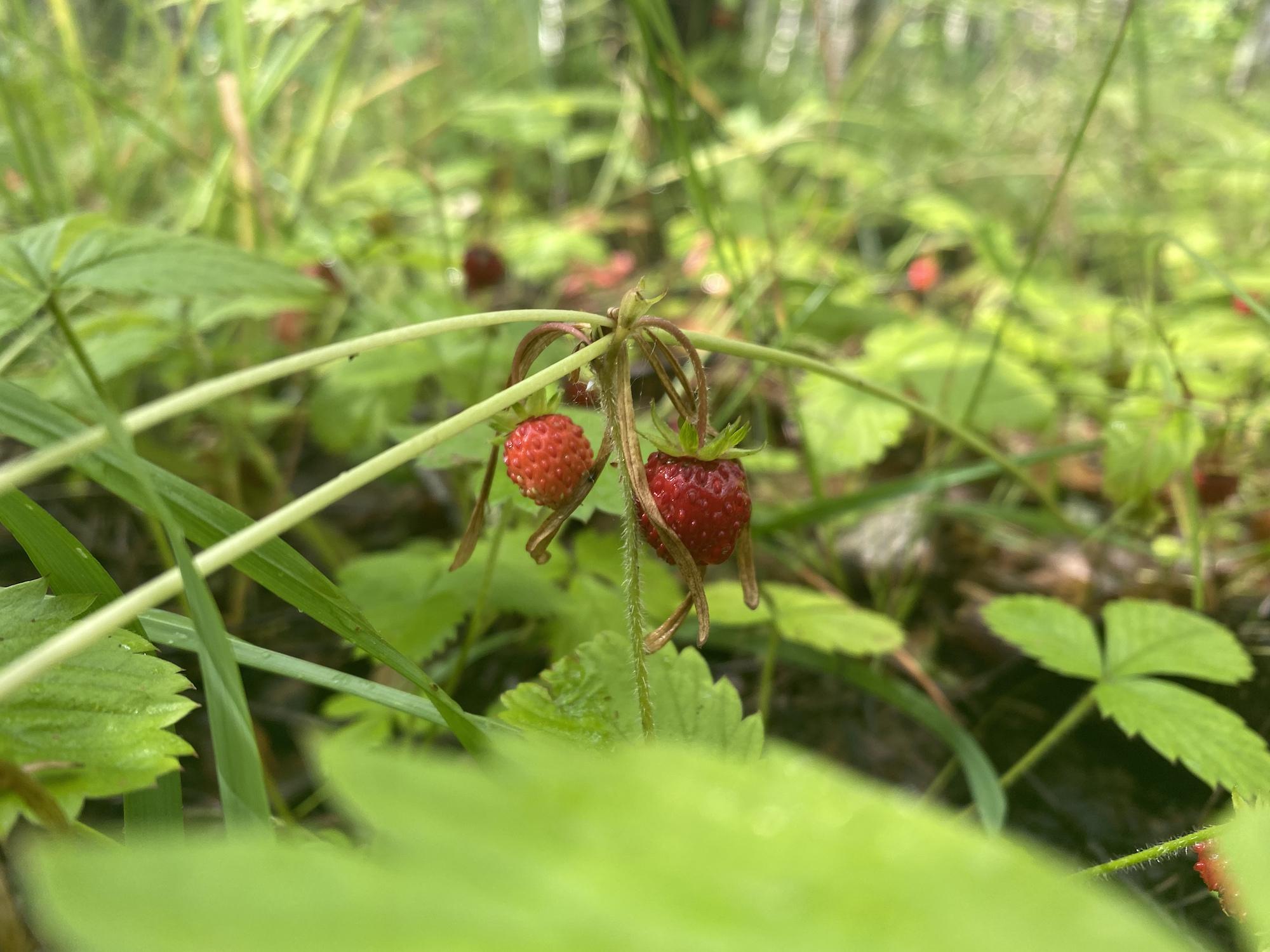 Фото Усадьба Ягодное