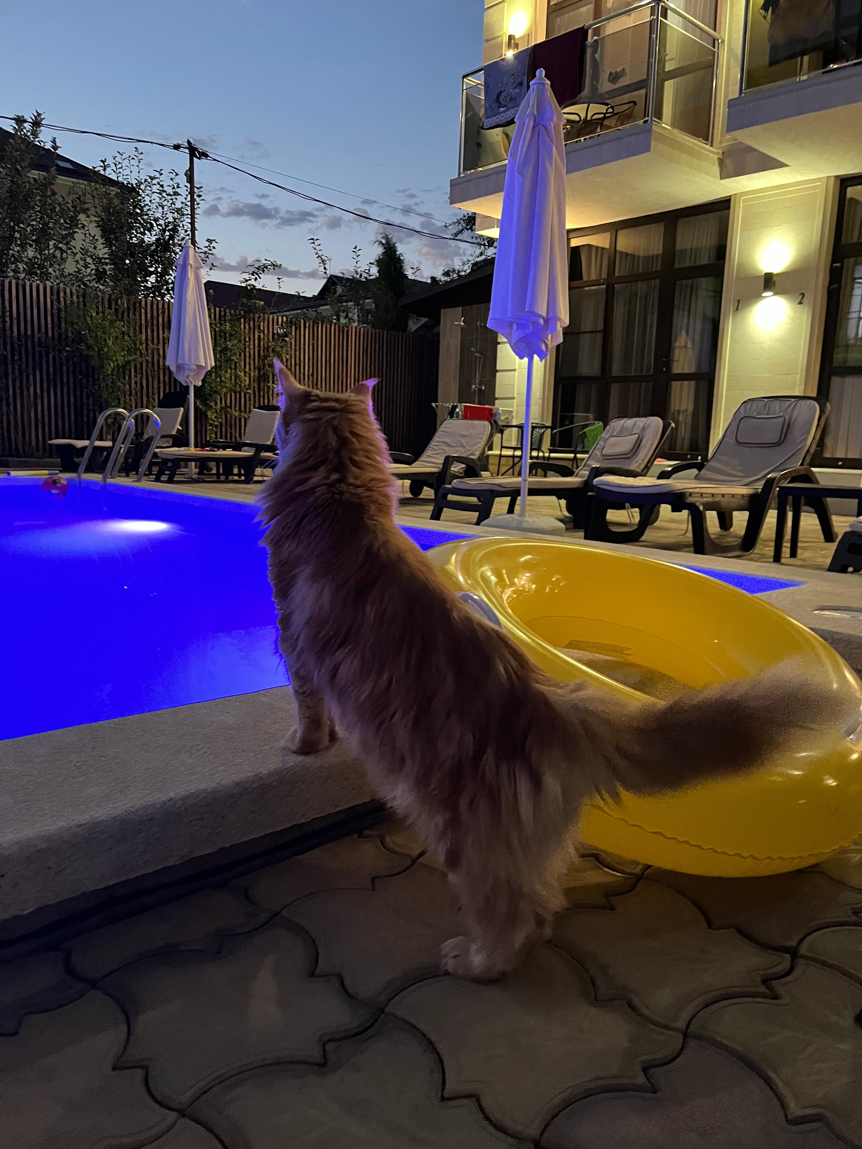 Фото Гостевой дом Добрый в Лазаревском