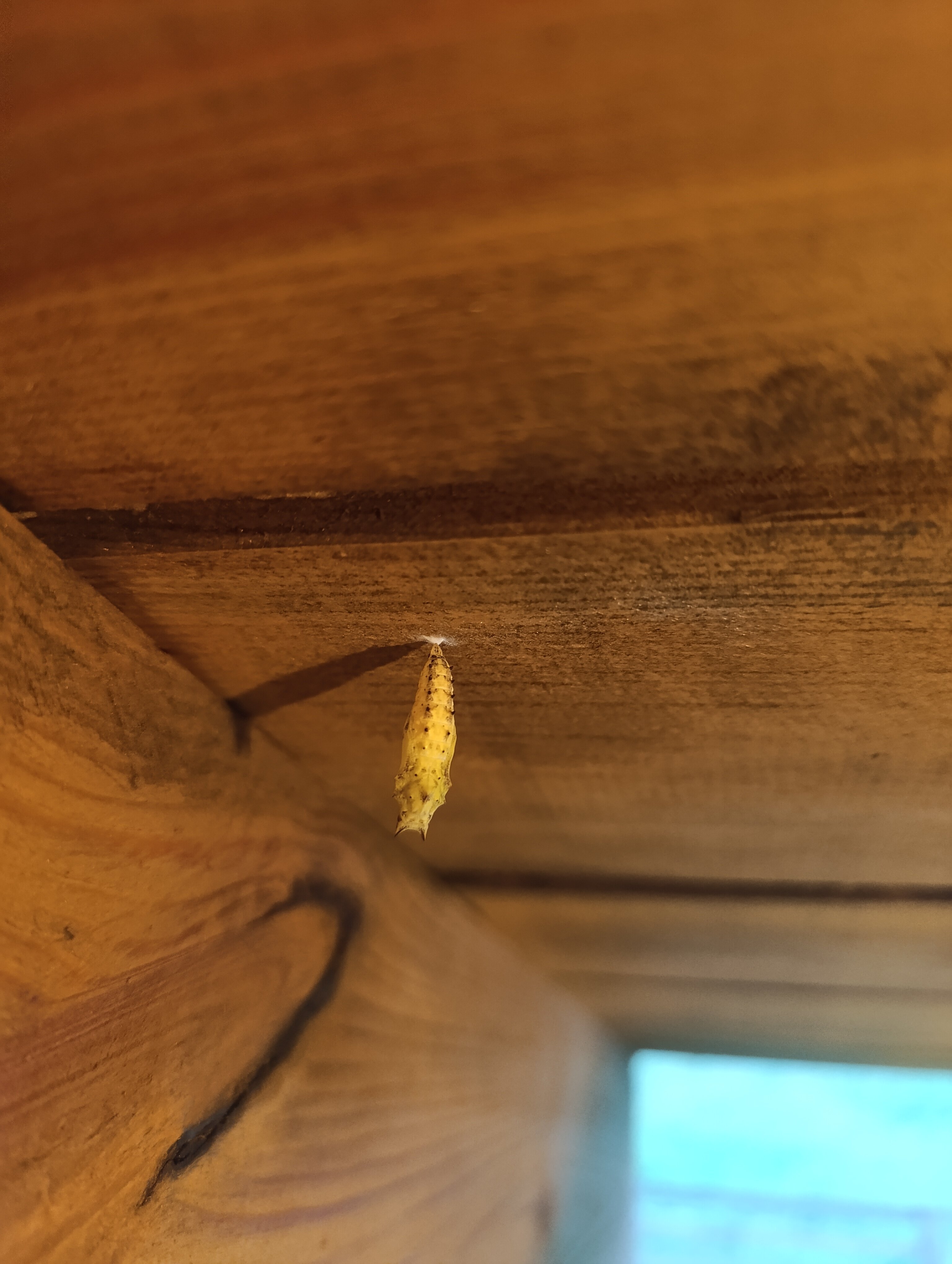 Фото Лесной дом