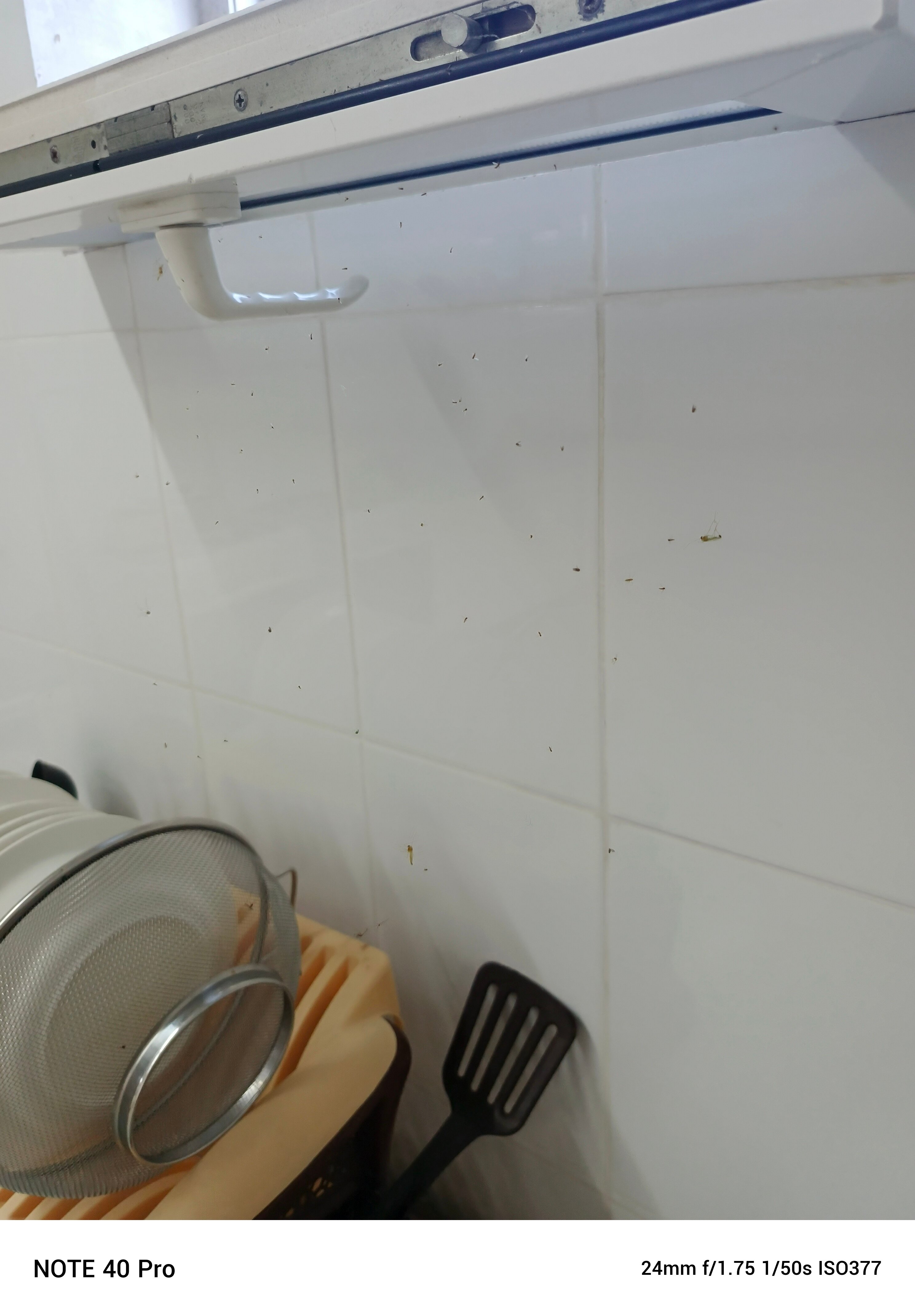 Фото Ласточка