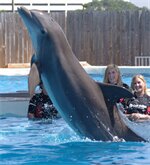 Фото Holiday Inn Resort Panama City Beach, an Ihg Hotel