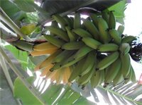 Фото Pousada Barroco na Bahia