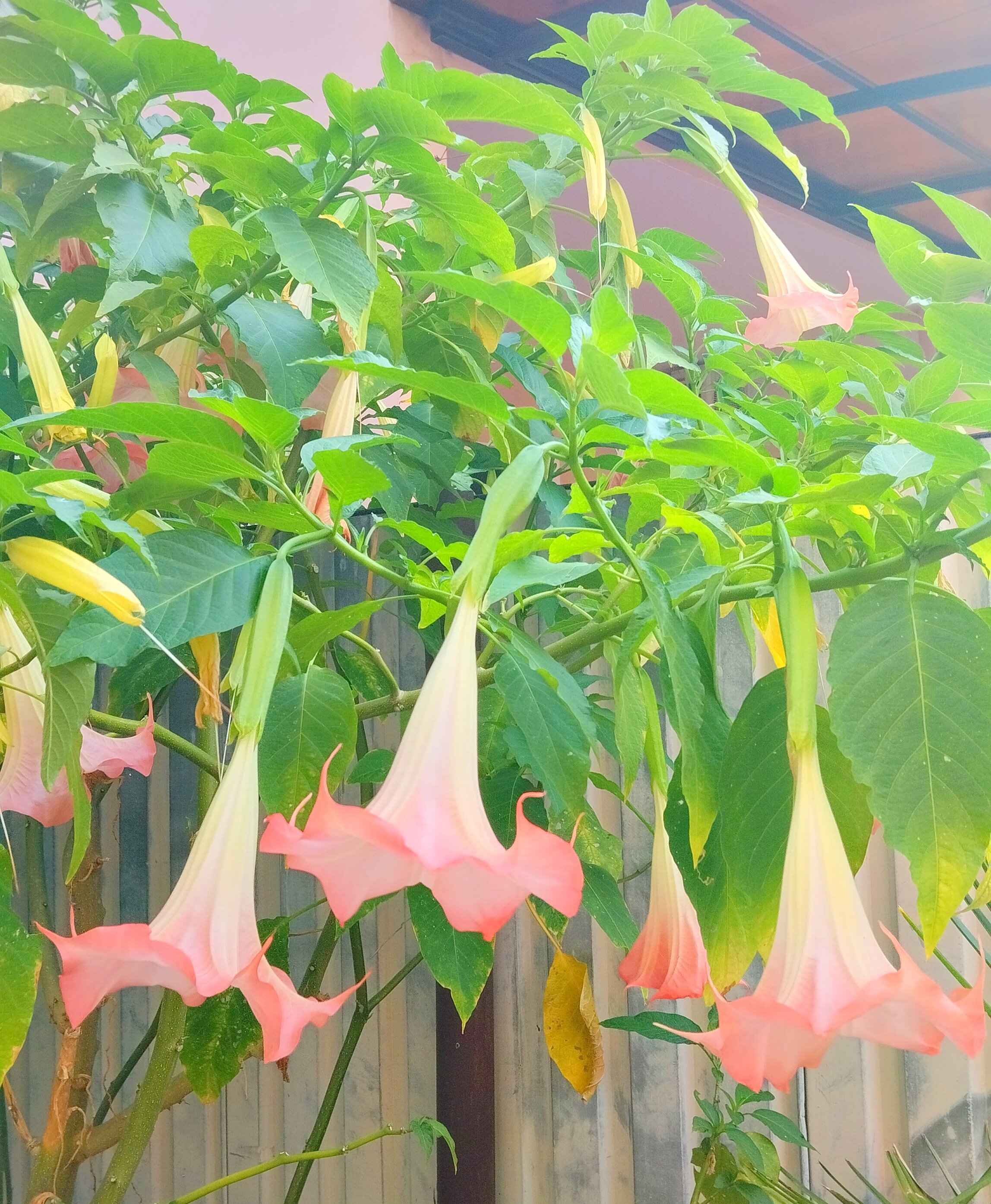 Фото Эмилия