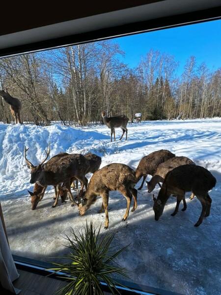 Фото Бэмби Лэнд