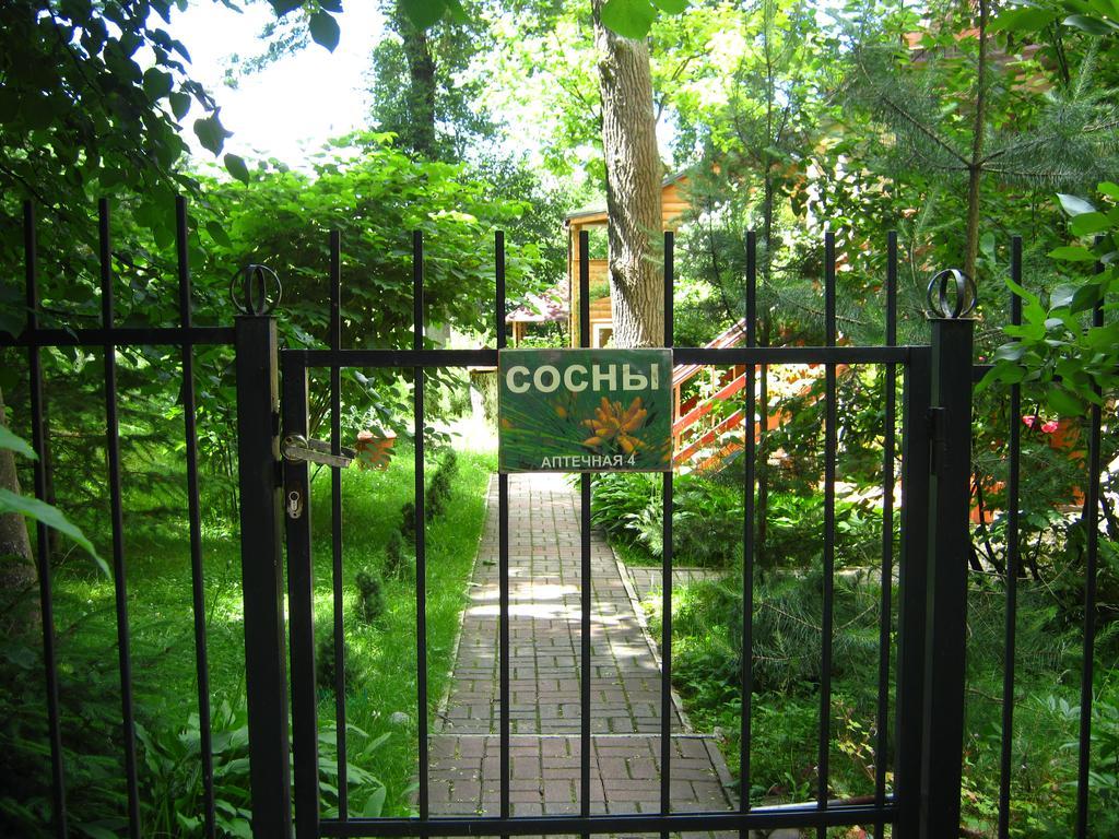 Фото Сосны
