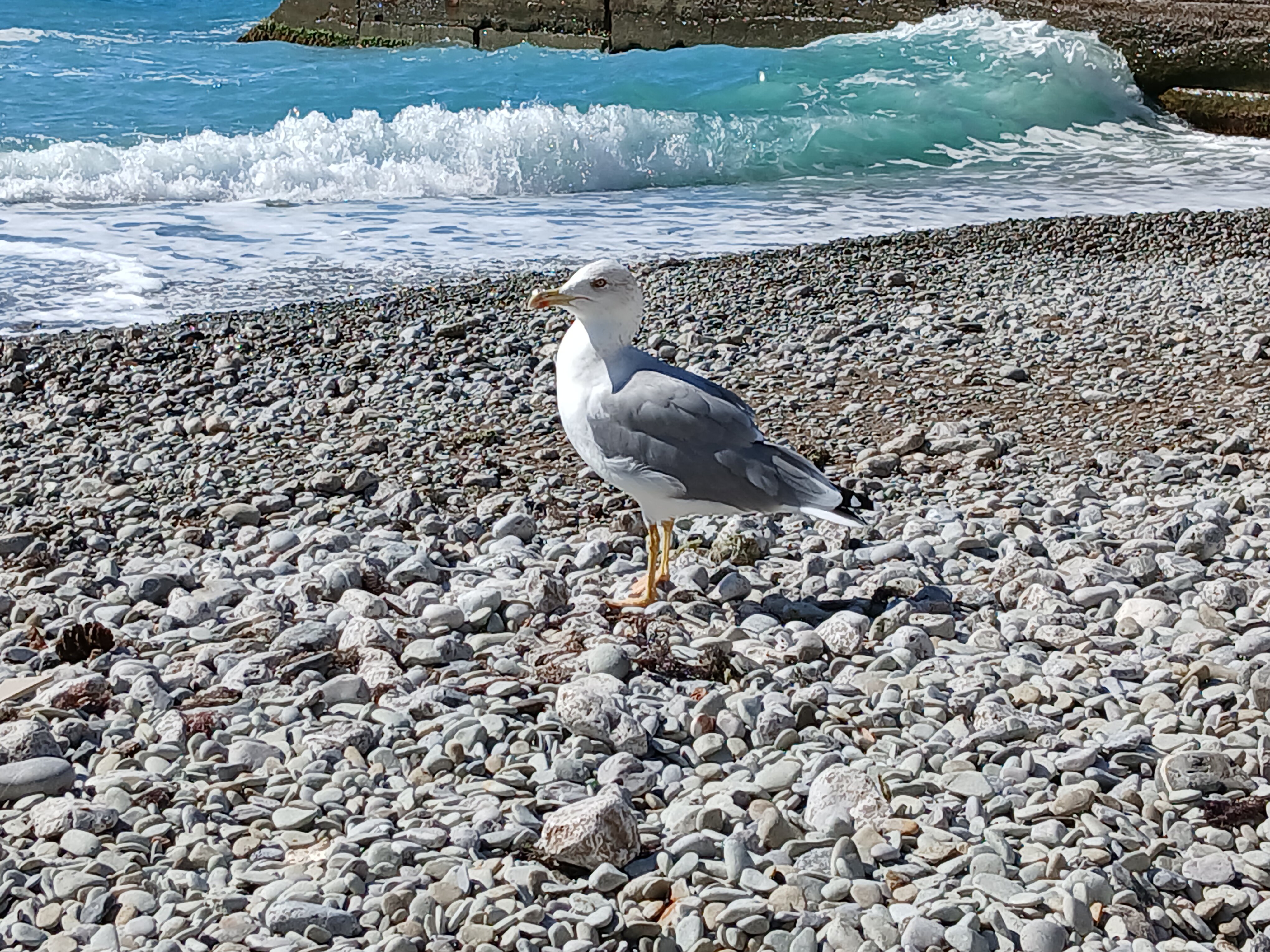 Фото Отрадное Вилла