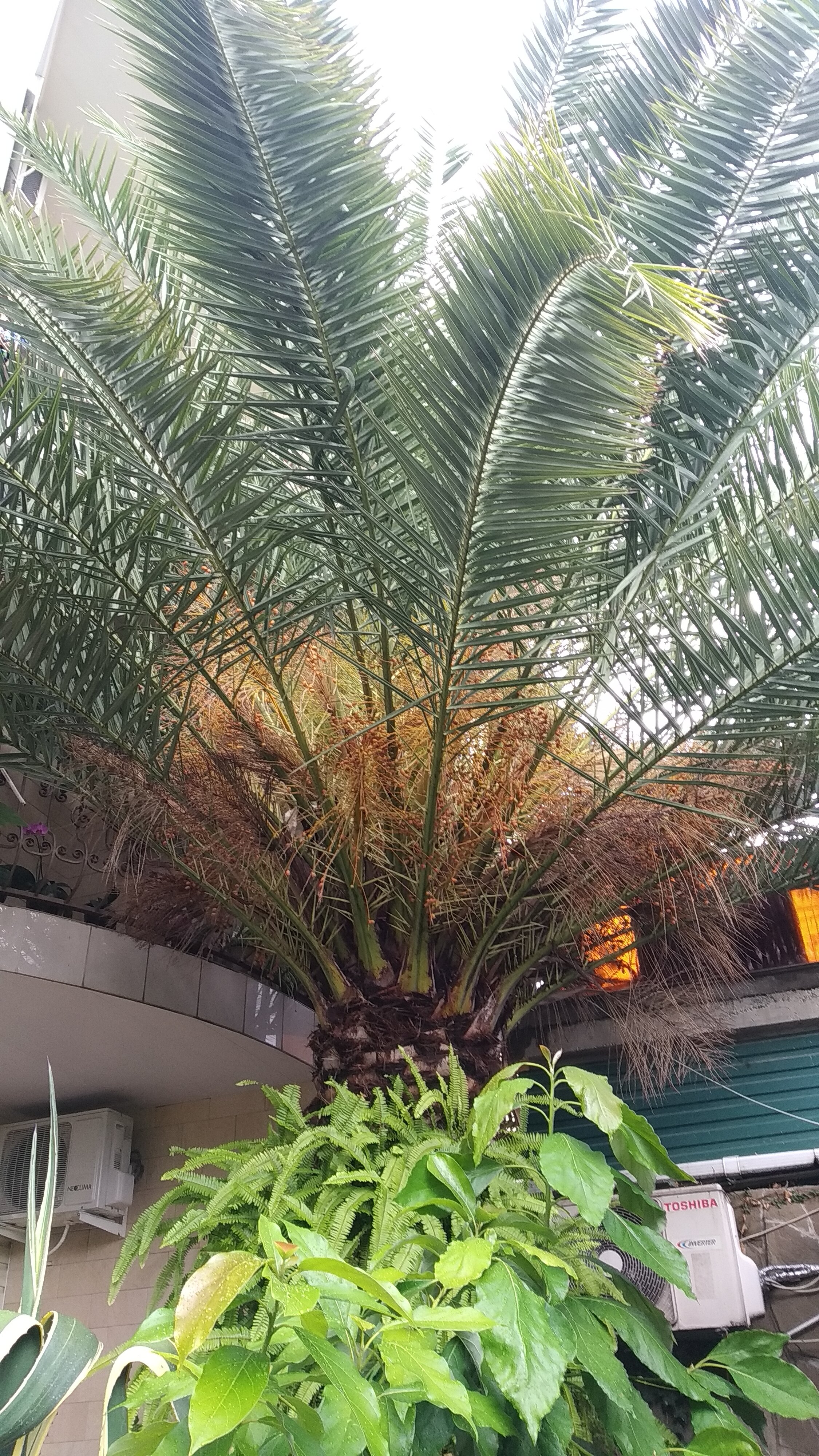 Фото Сарисса