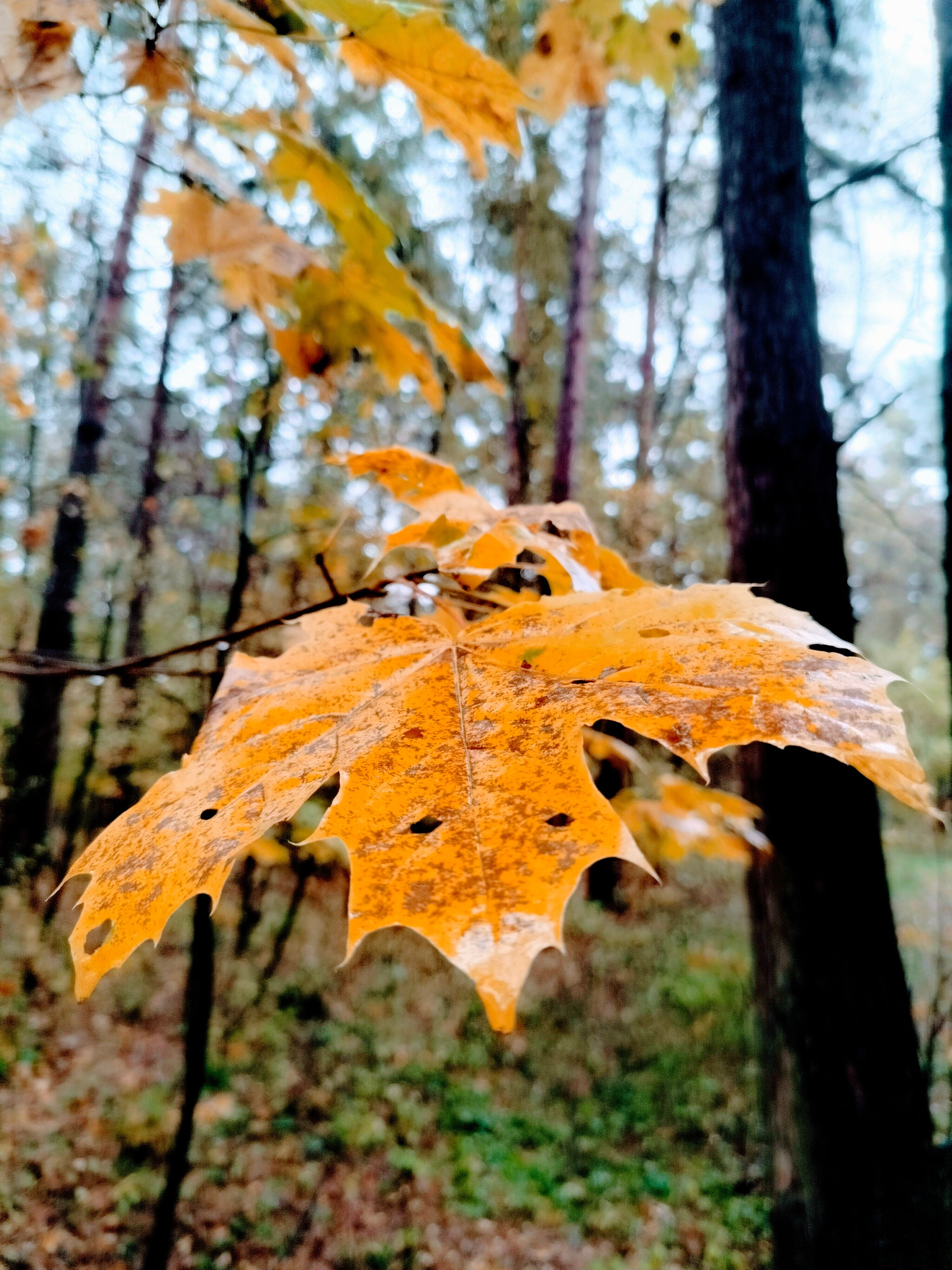 Фото Переделкино