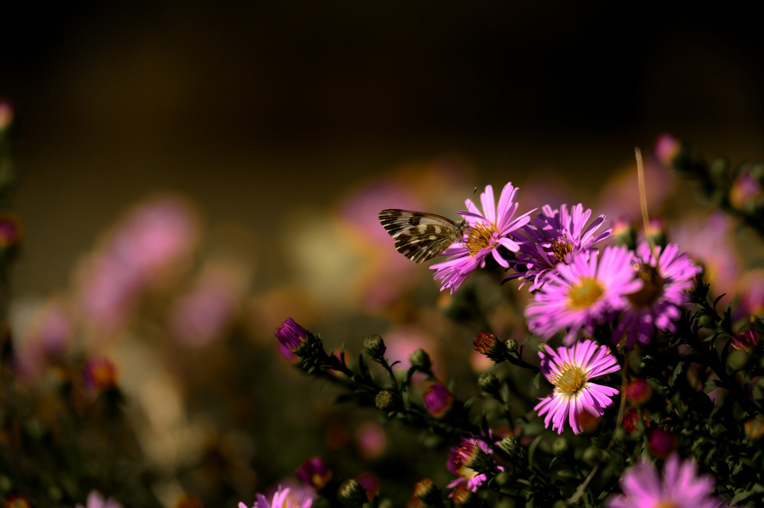 Фото Загородный парк Баклушино