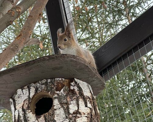Дом отдыха Винни-Вилла в Твери