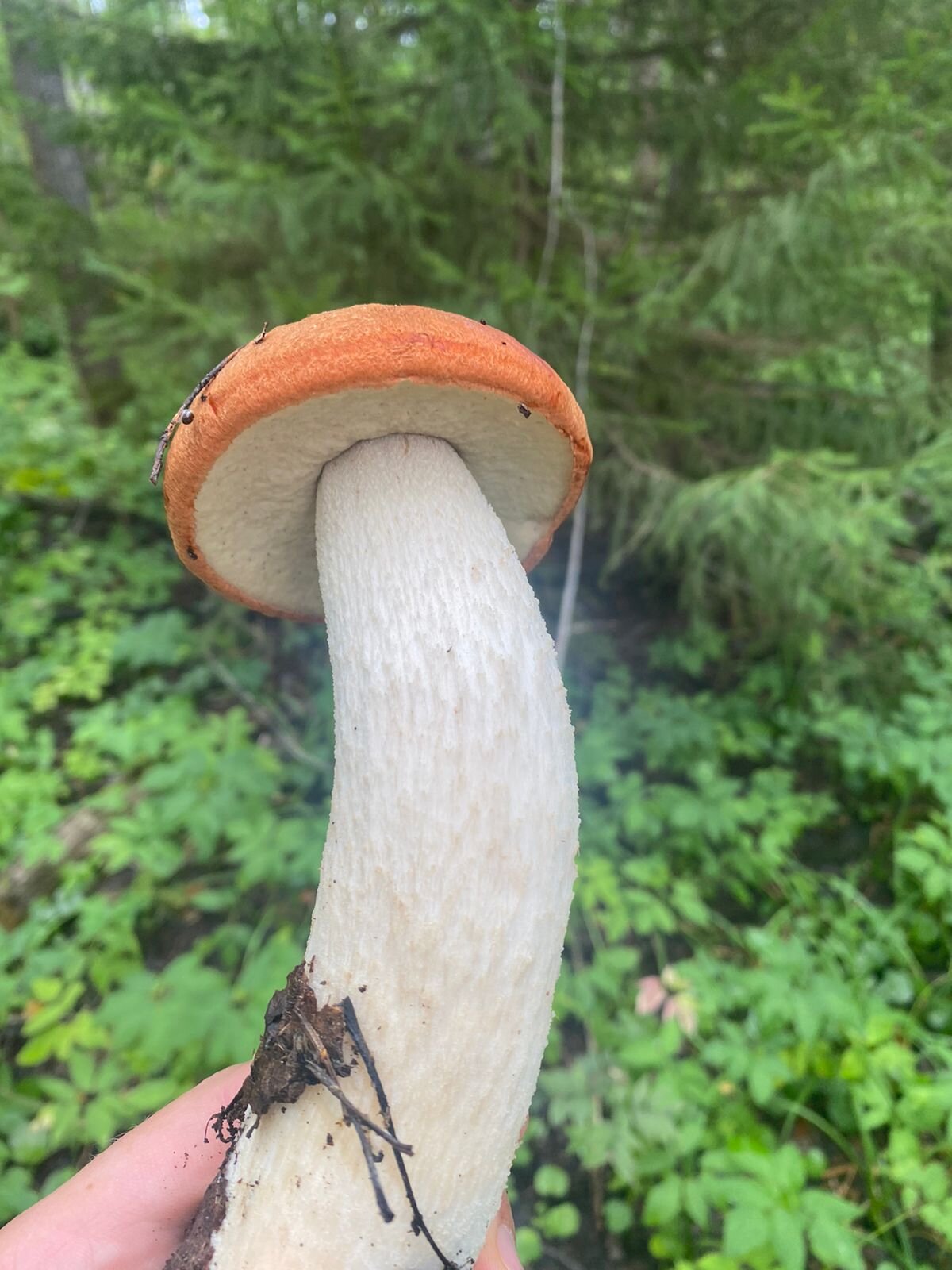 Фото Старый Мултан