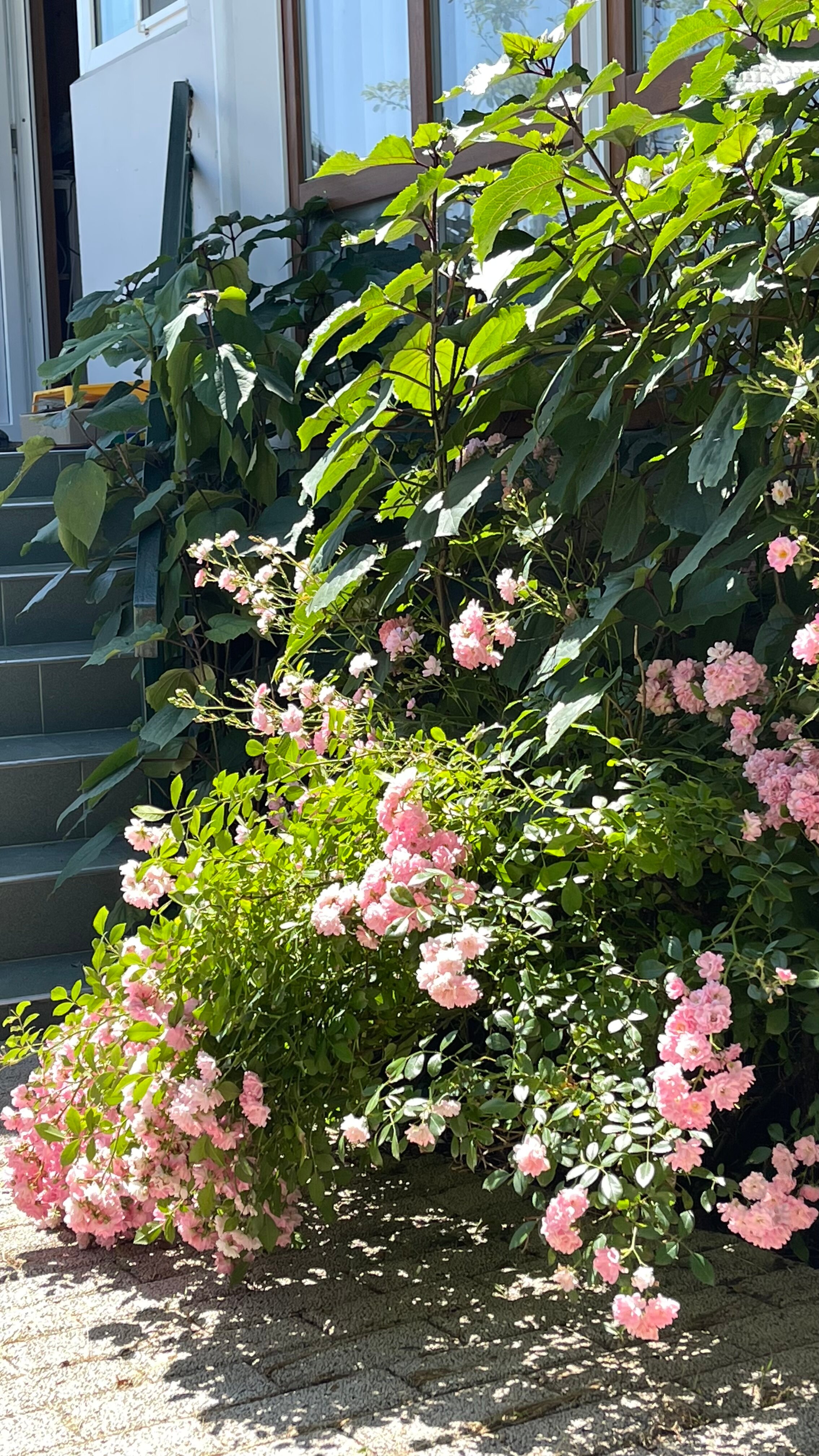 Фото Олеандр