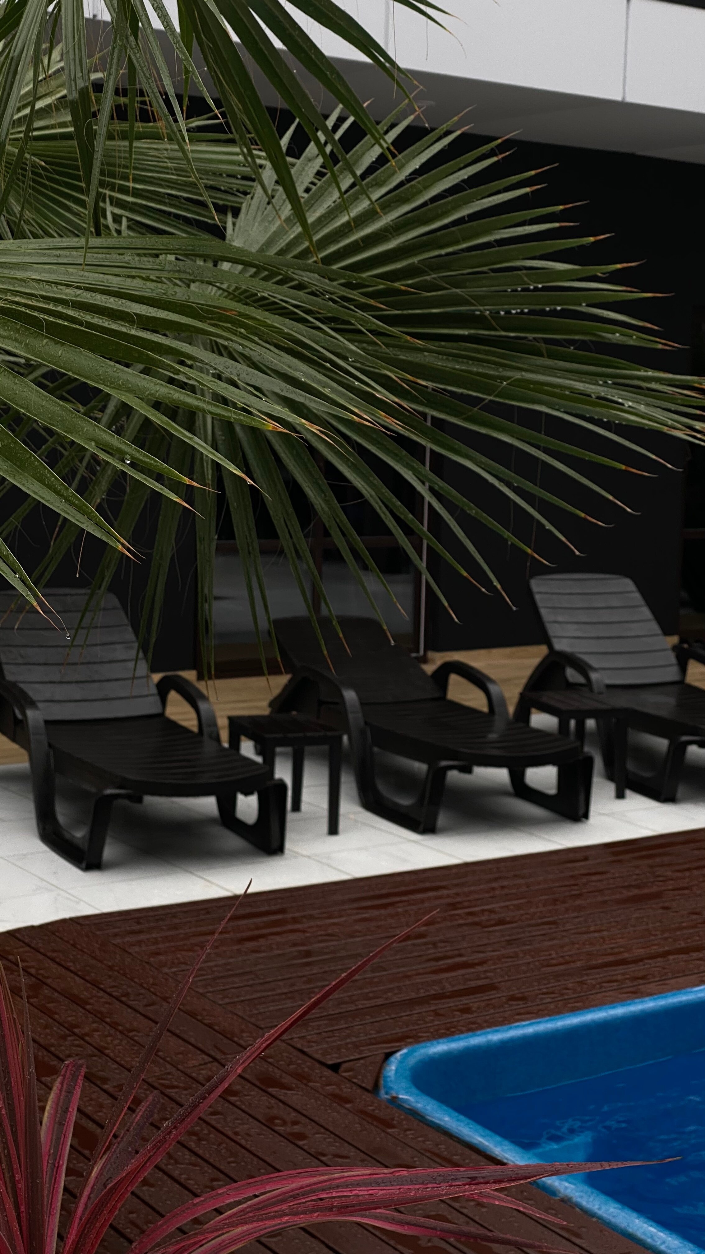 Фото SubTropical