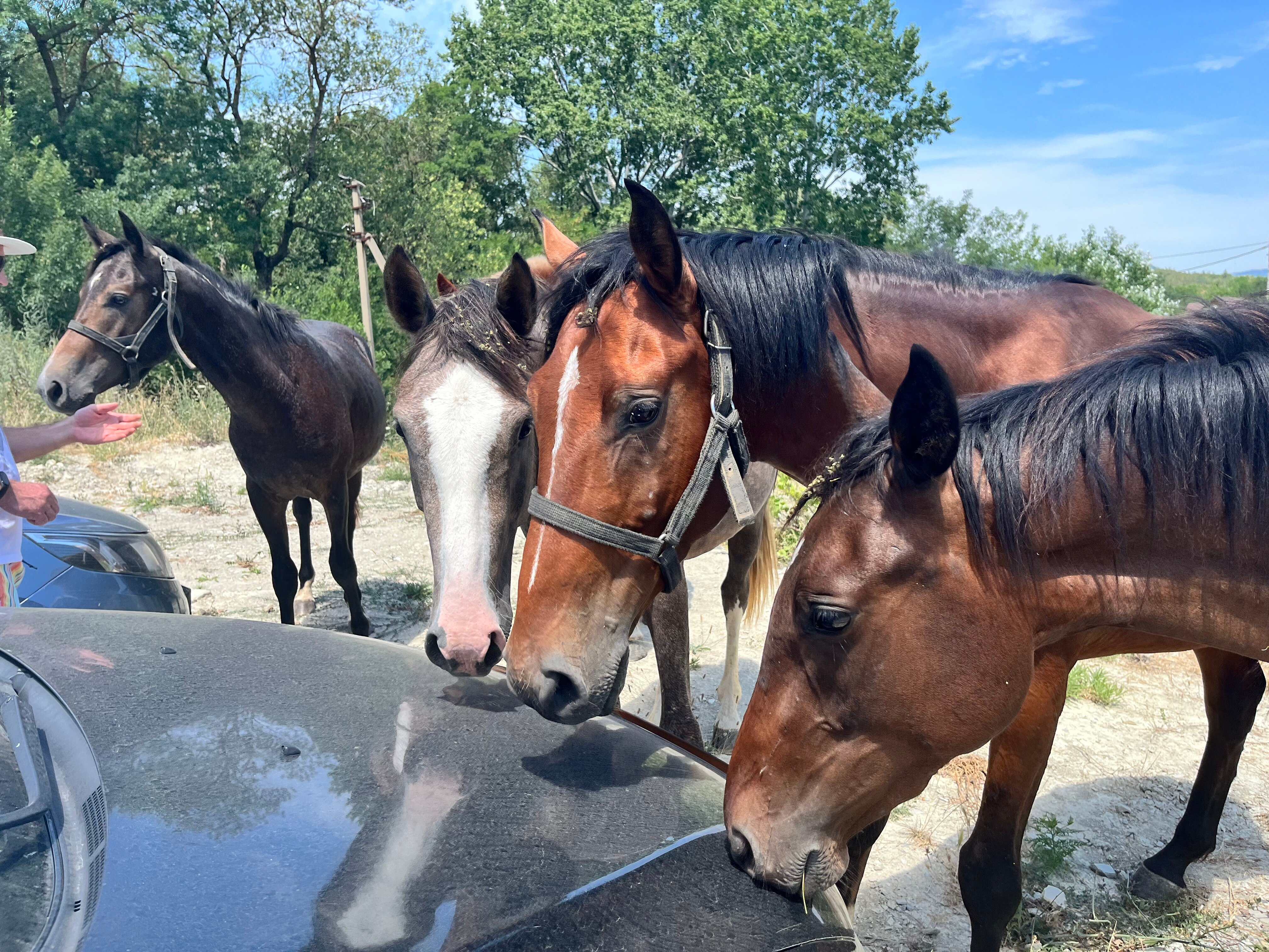 Фото Рафинад