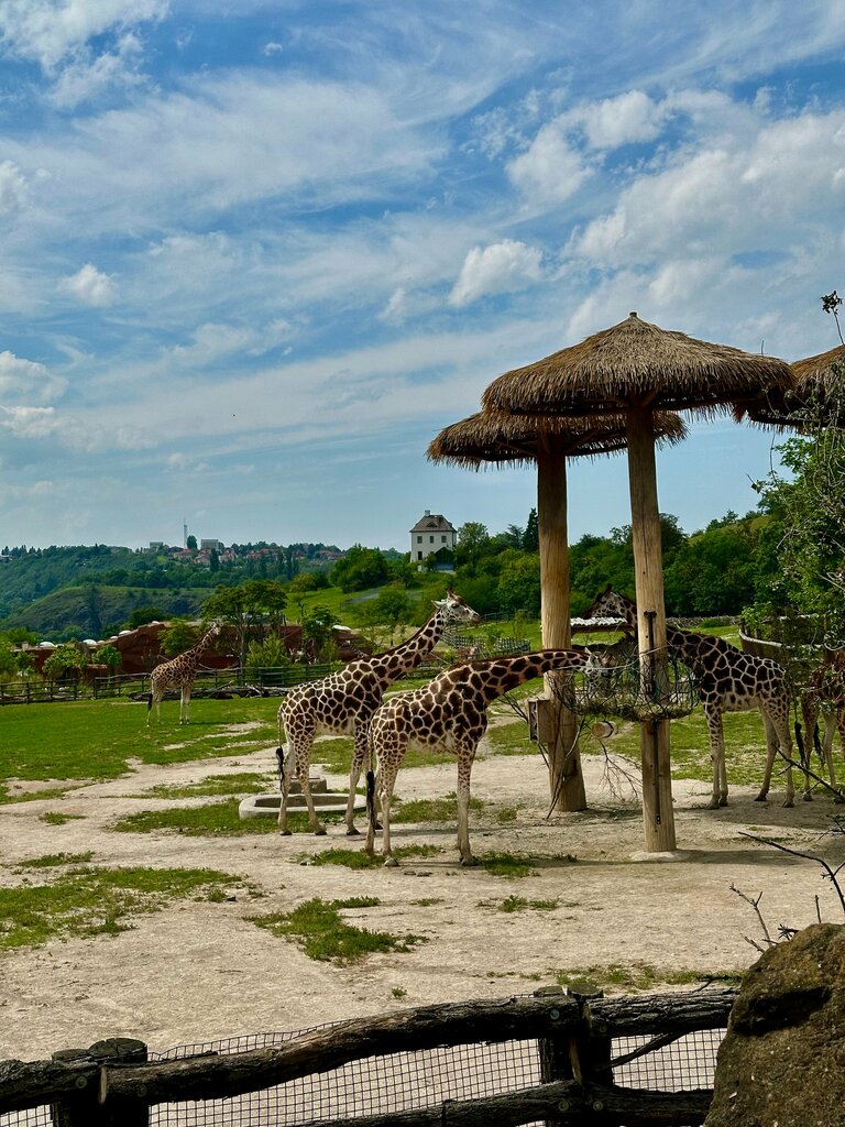 Zoo Prague Zoo, Prague, photo