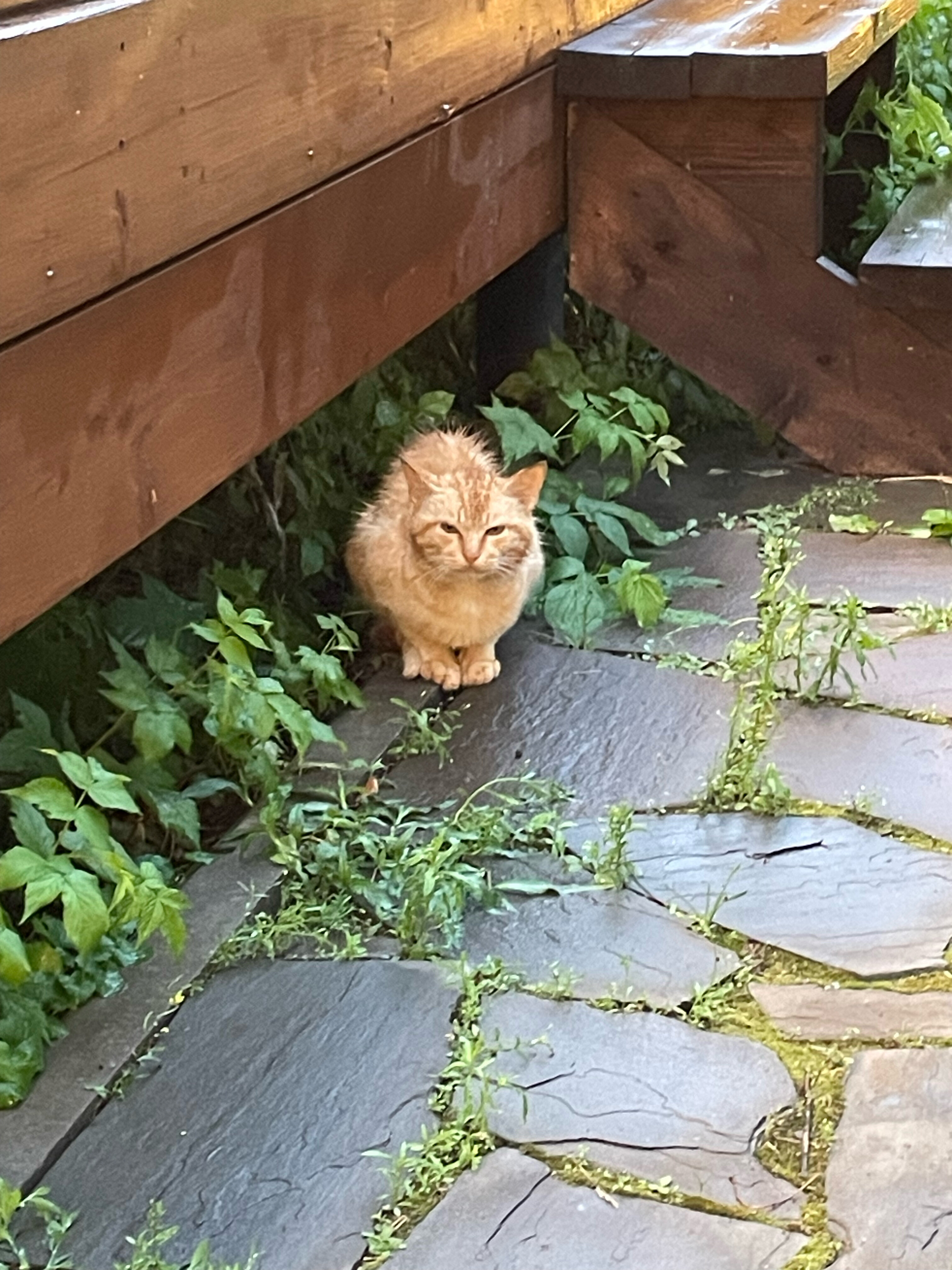 Фото Indie House